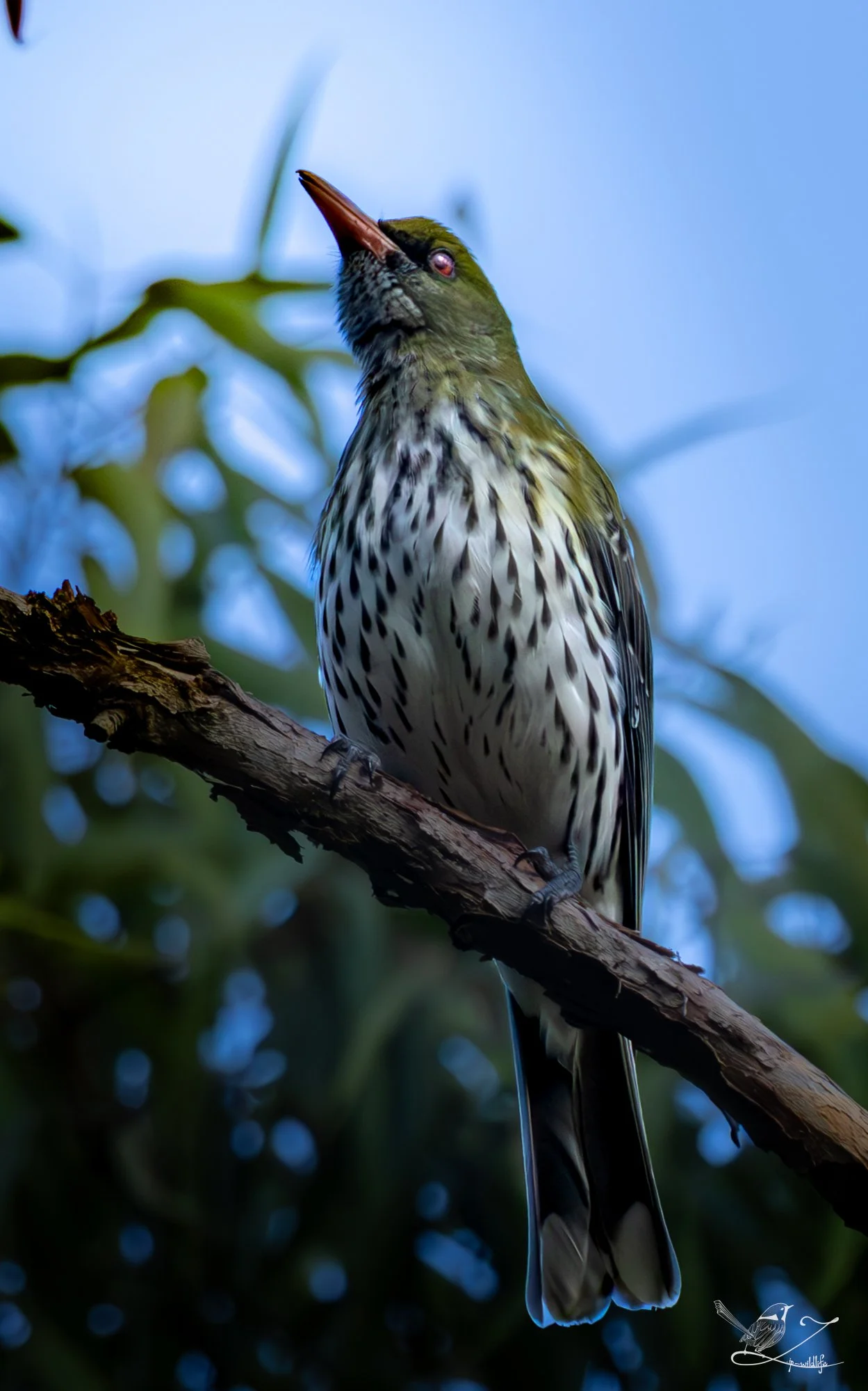 Forestdale - Olive-backed Oriole.jpg