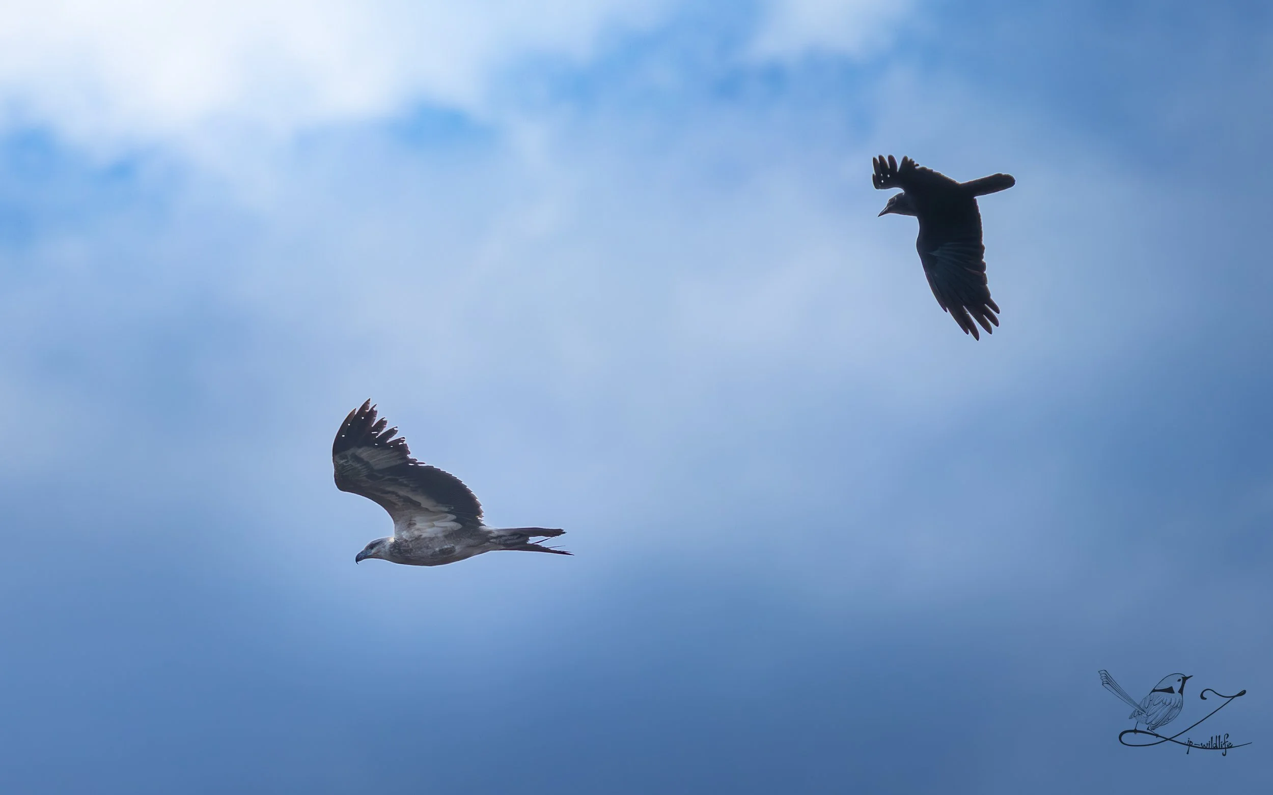 Forestdale - White-bellied Sea-eagle.jpg