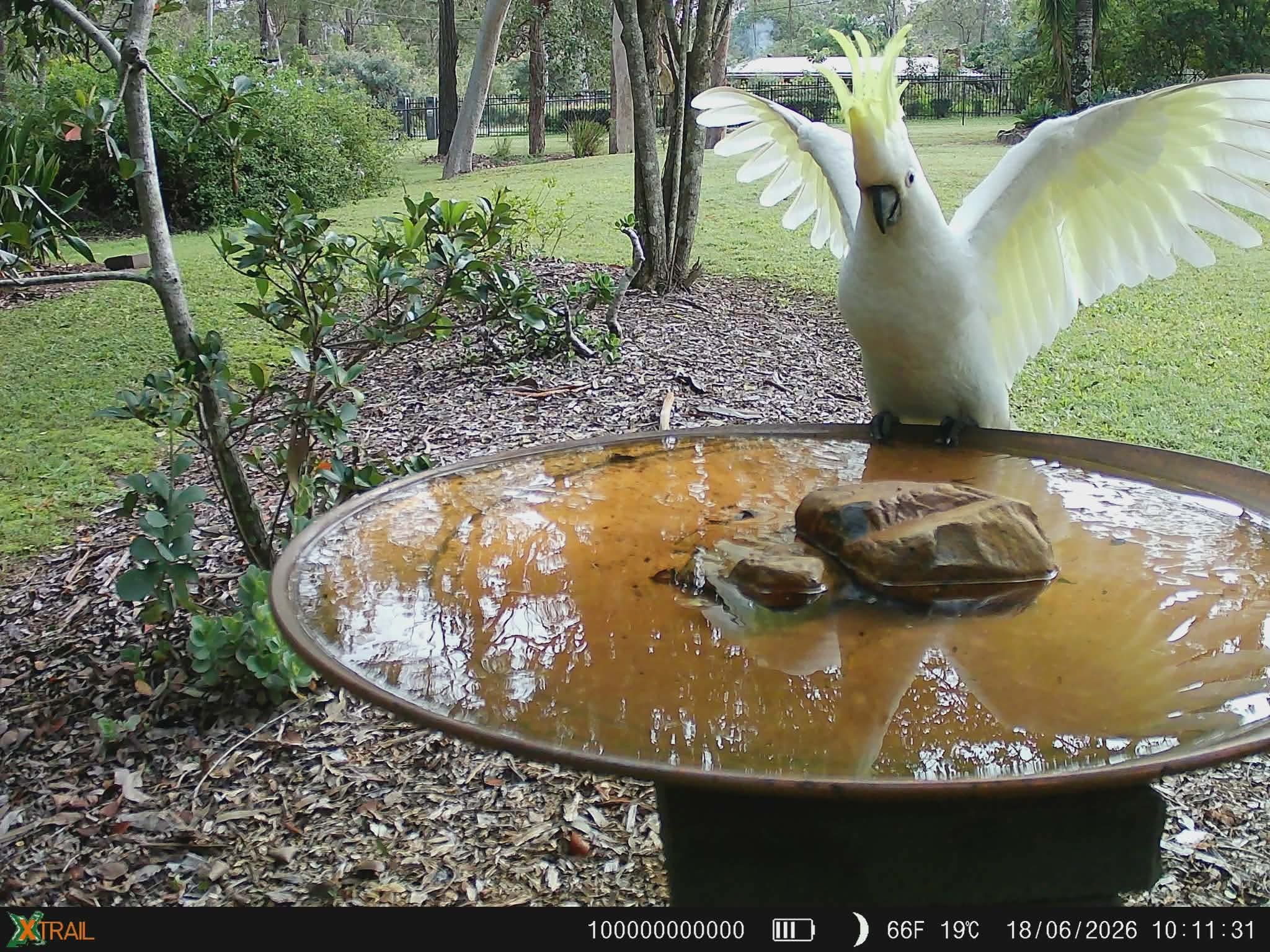 Wildlife cameras cookatoo.JPEG