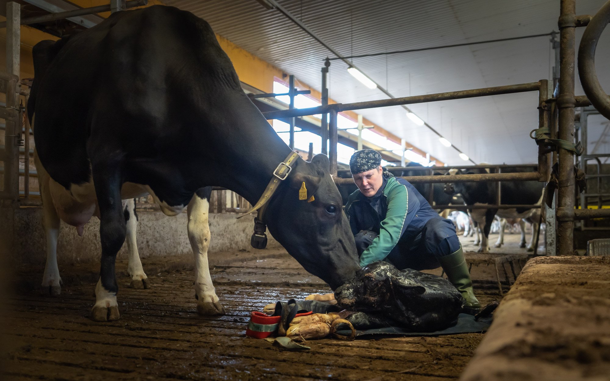 A farmer with a bandana kneeling in a barn alongside a black and white cow, preparing the cow's head for a headlock, with some farm tools and other cows in the background.