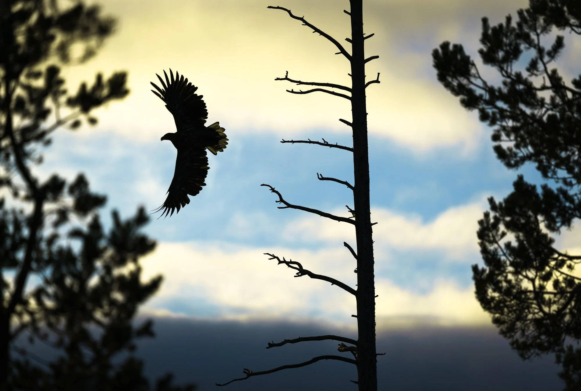 Silhouette of a bird of prey soaring near a leafless tree, with pine trees on either side and a cloudy sky in the background.