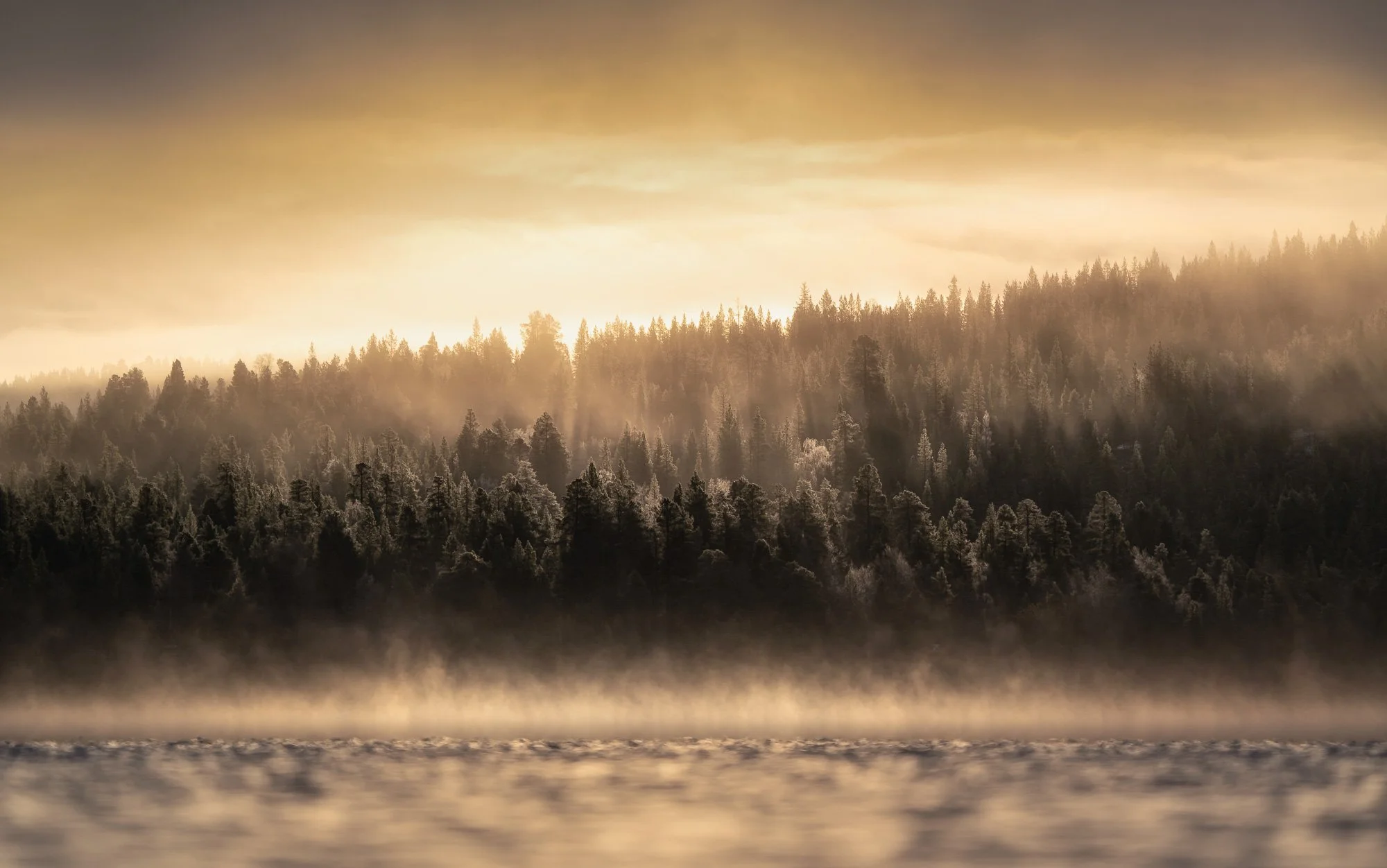 A forested landscape at sunrise or sunset with mist rising from a body of water in the foreground. Tall trees are silhouetted against a golden sky.