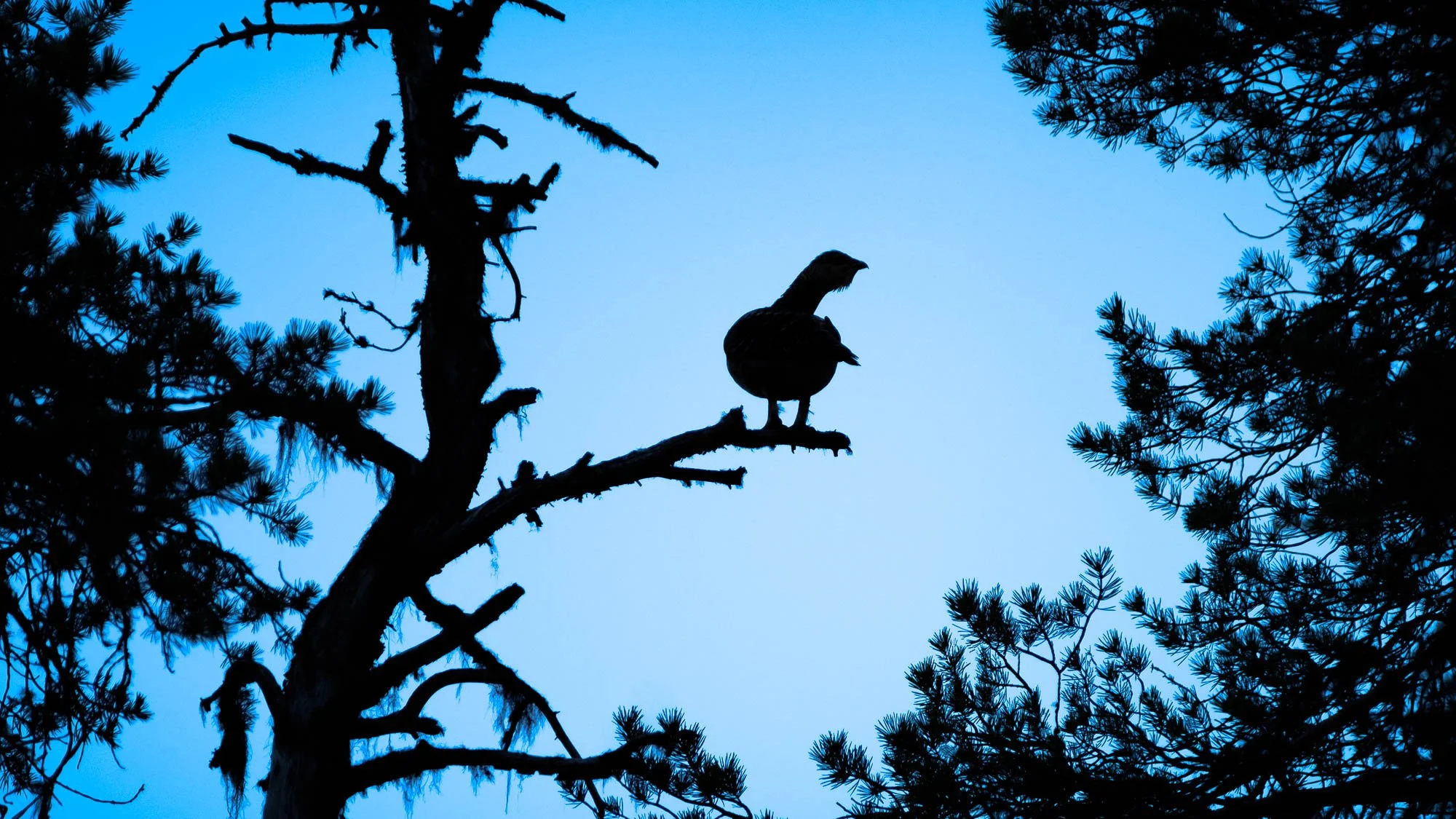 Silhouette of a bird perched on a tree branch against a blue sky, with other trees in the foreground.