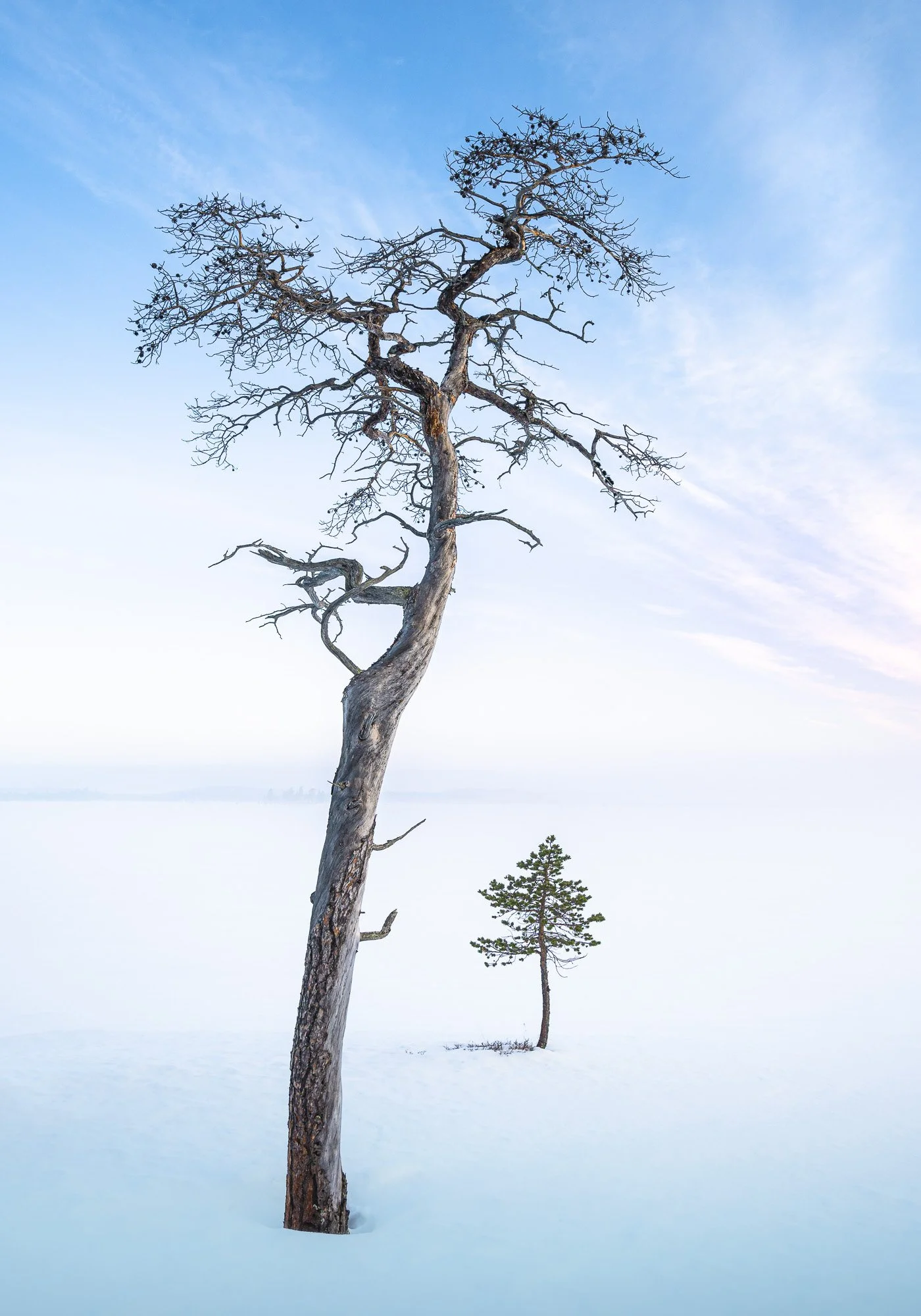 A large, leafless tree with a twisted trunk and many bare branches in a snowy landscape, with a smaller evergreen tree nearby under a blue sky.