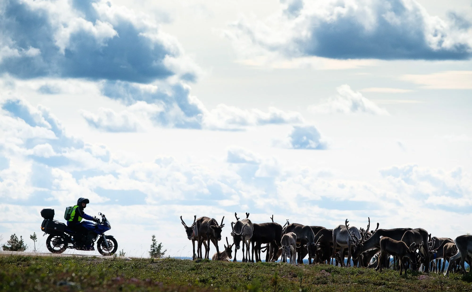 A person riding a motorcycle on a grassy field with a group of reindeer nearby under a cloudy sky.