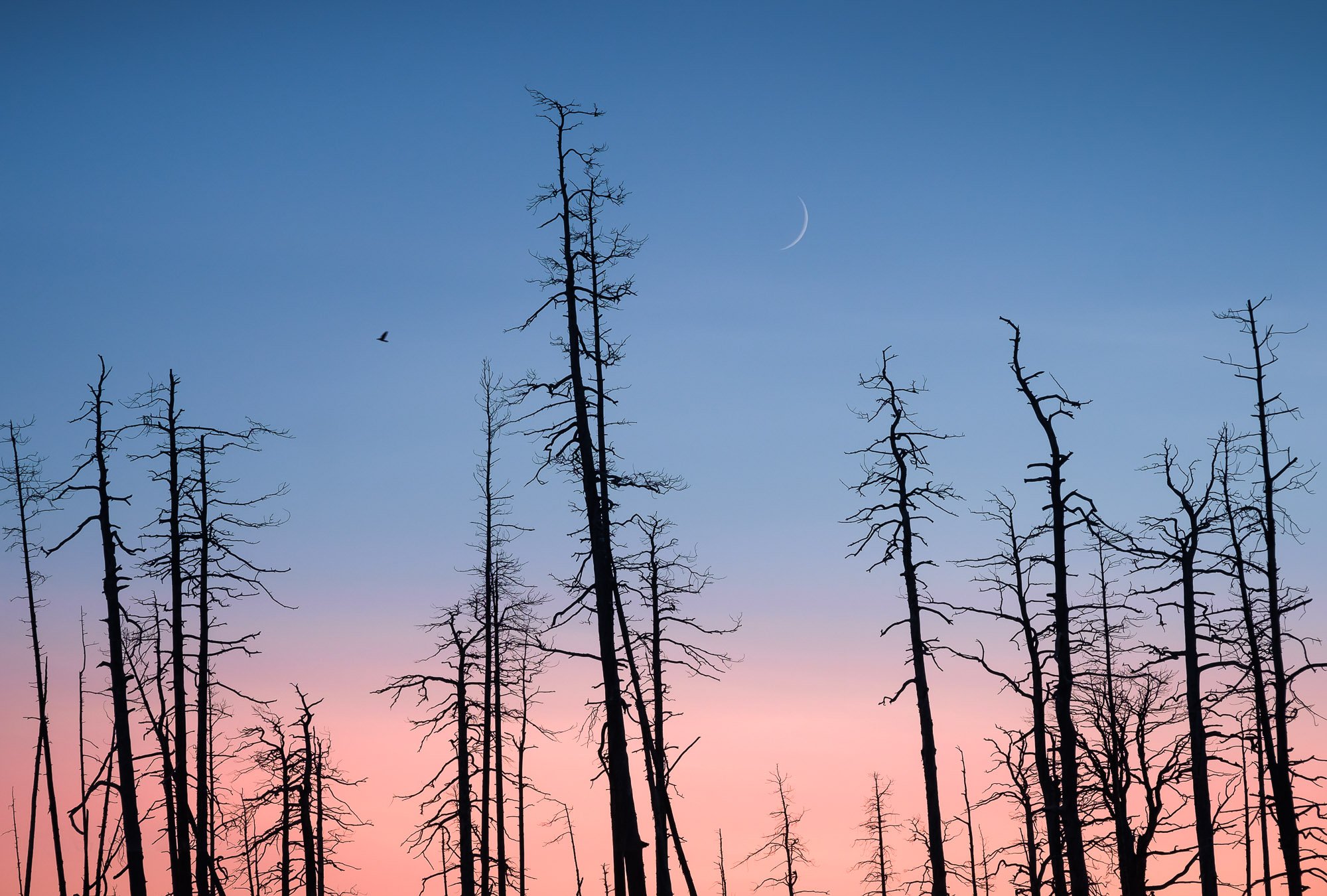 A forest of bare, leafless trees silhouetted against a twilight sky with a gradient of pink and blue, a thin crescent moon, and a bird flying.