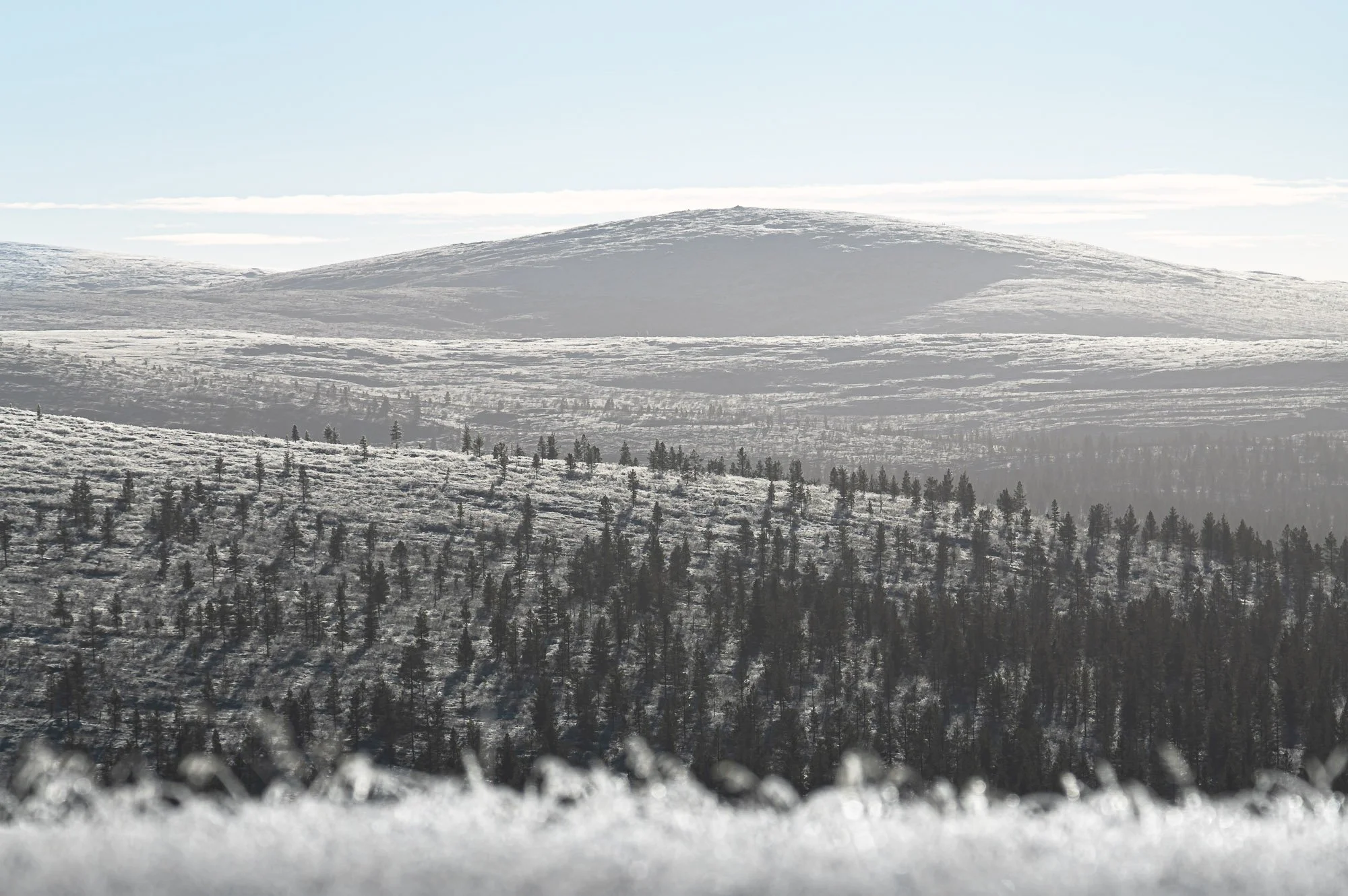 Snow-covered mountain landscape with layers of hills and a forest of evergreen trees in the foreground.