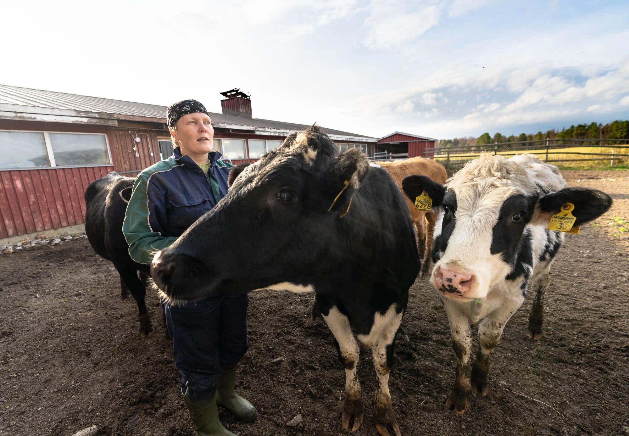Farmer with cattle on farm under cloudy sky