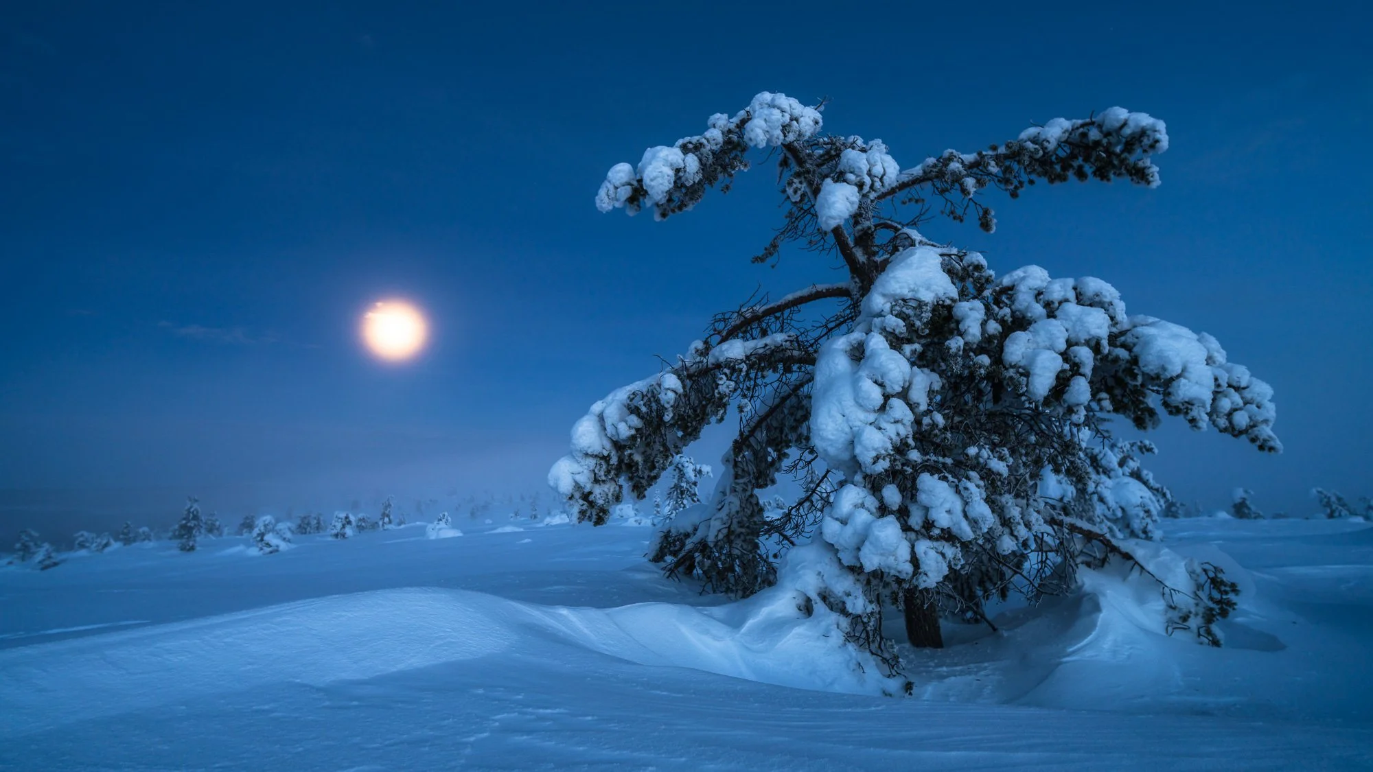 Snow-covered tree under a bright moonlit night sky with other snow-covered trees in the distance.