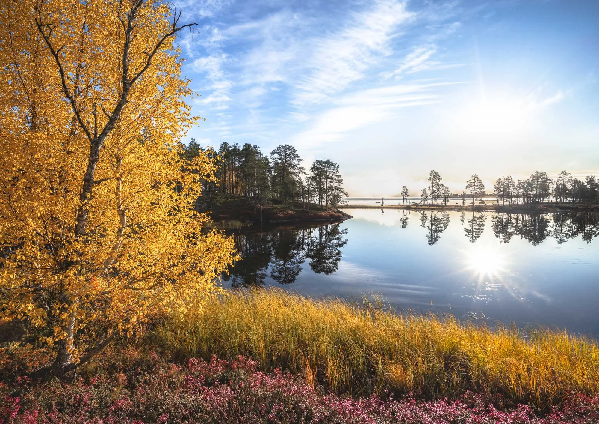 Autumn landscape with a golden-leaved tree on the left, a calm lake reflecting the clear sky and trees, with grassy shoreline and pink flowers in the foreground.