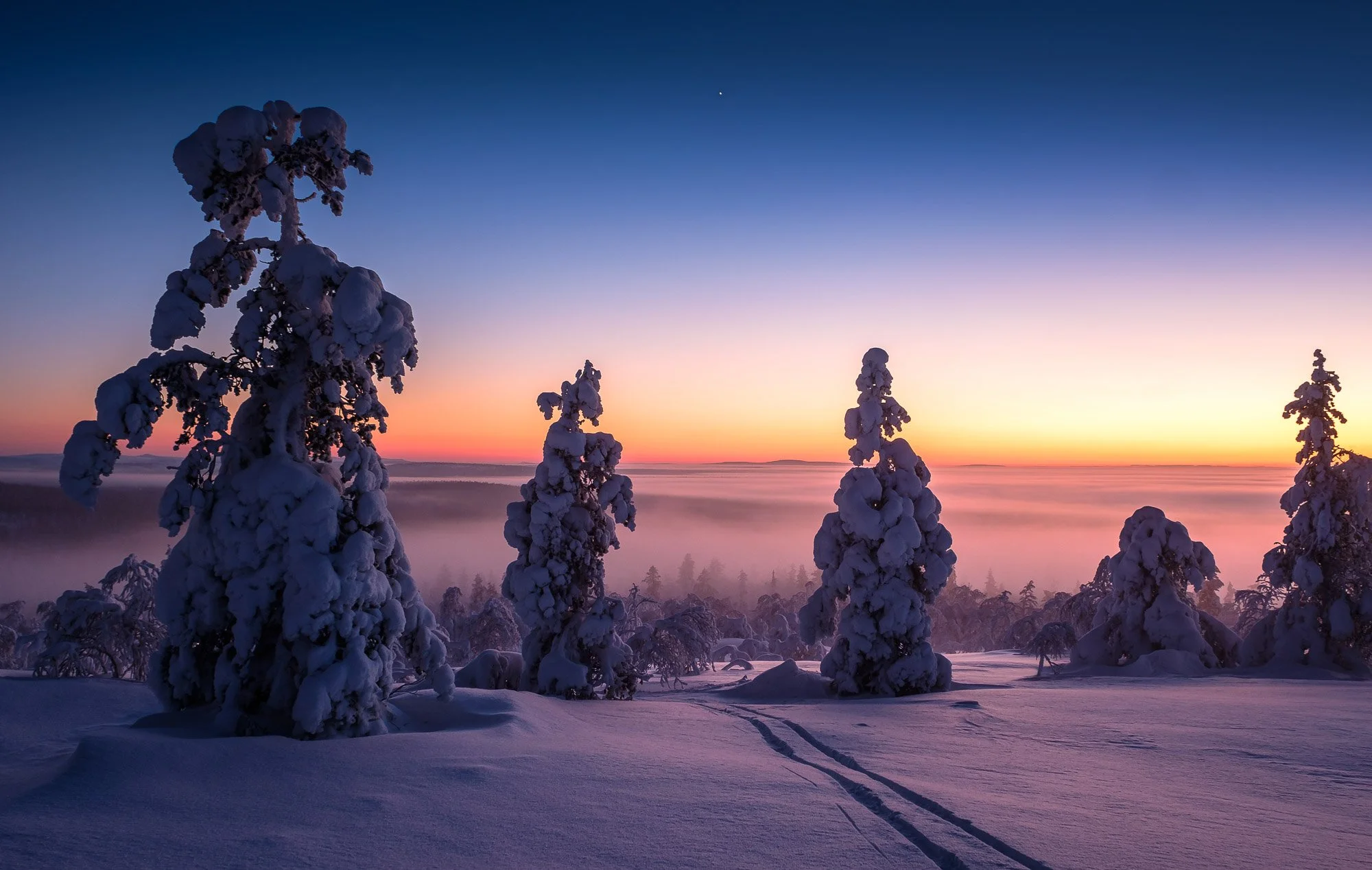 Snow-covered trees in a winter landscape at sunset with tracks in the snow.