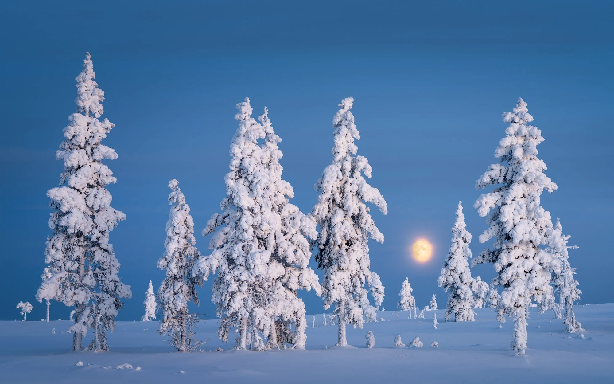 Snow-covered trees in a winter landscape at night with a bright full moon in the sky.