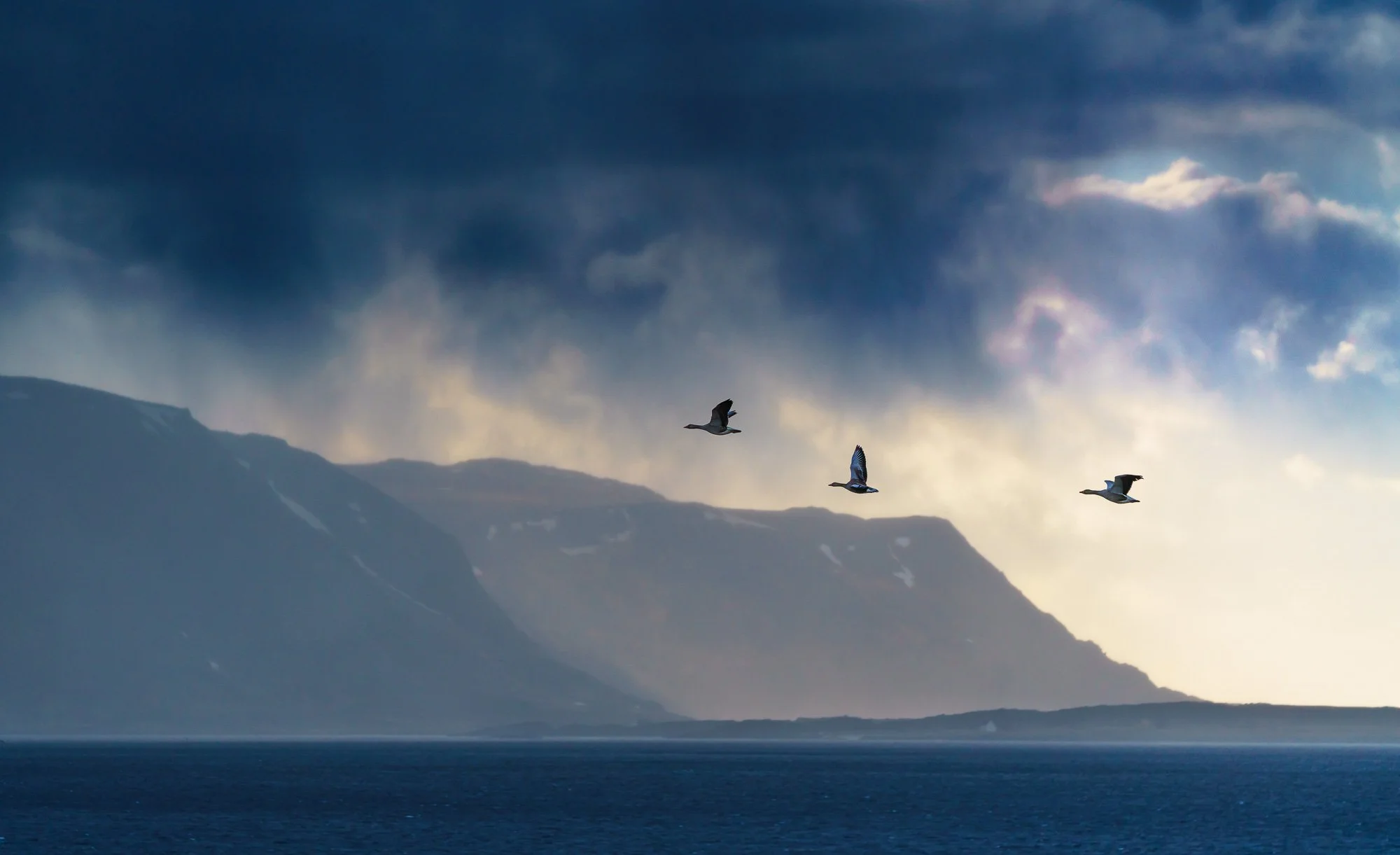 Three ducks flying over a body of water with a mountain in the background and a cloudy sky.