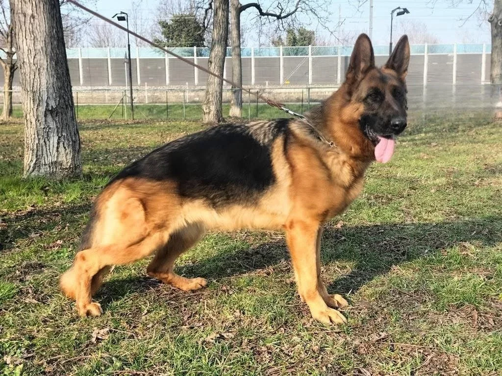 Ketty di Valpoggio detta Hope.JPG