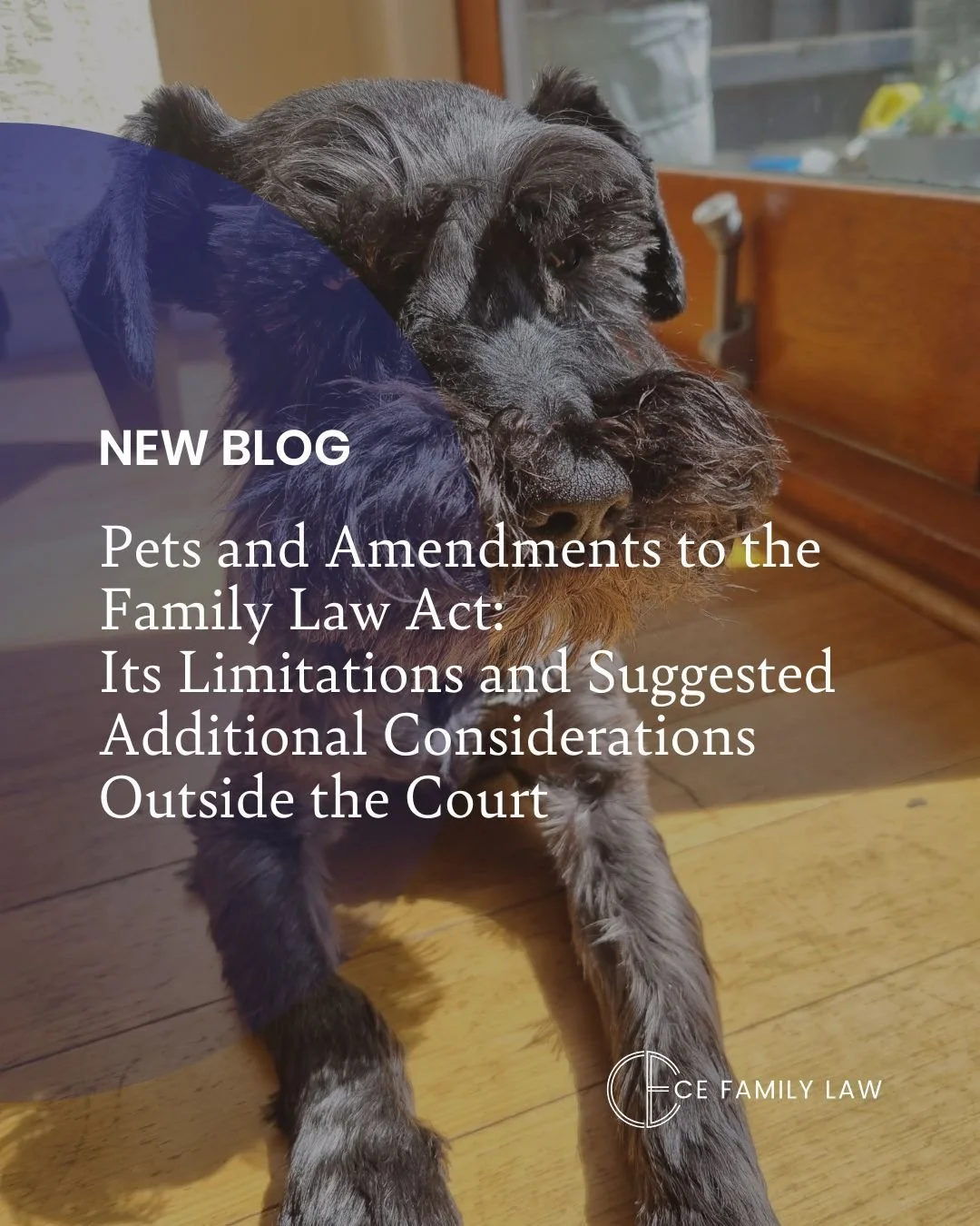 NEW BLOG: Courts can't consider your pet's anxiety, their need for routine, or whether they'll miss the kids. But when you're negotiating pet arrangements outside of court, you can put these considerations first.

Sarah Pullan, Special Counsel and do