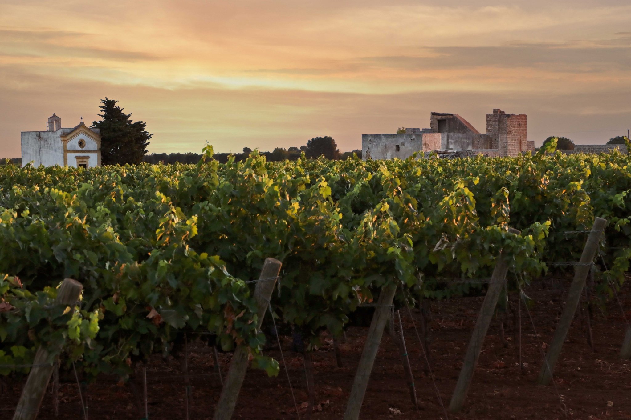 Vineyard during sunset with a small chapel and old ruins in the background.