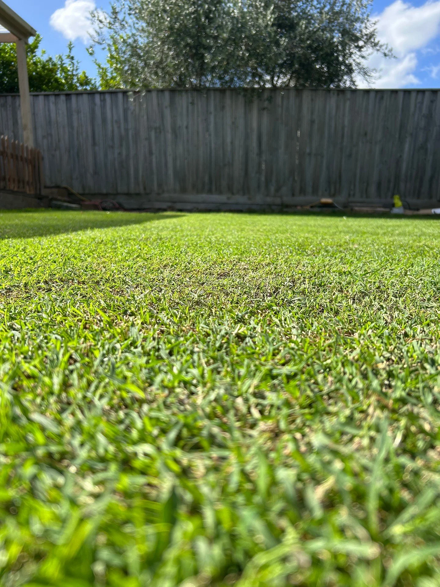 Couch grass looking sublime - A few more hits of fertiliser and this backyard will be perfect for the family! 💕