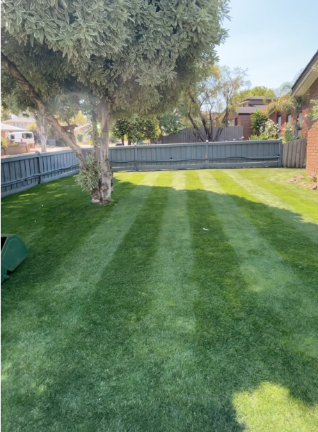 Well-maintained backyard with freshly mowed grass, a large tree, a wooden fence, and neighboring houses under a clear blue sky.