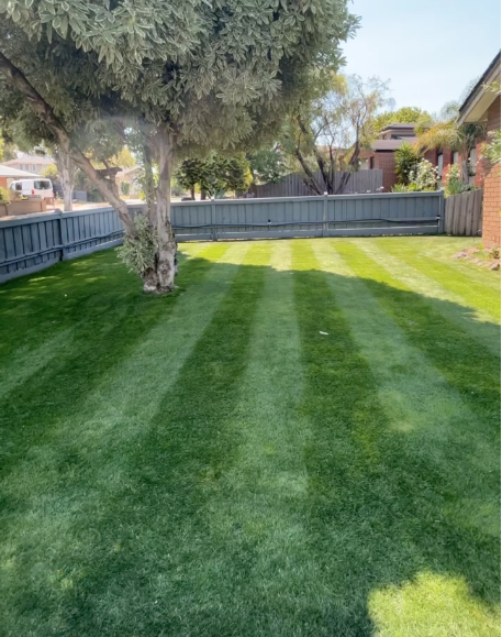 A backyard lawn with freshly mowed grass in alternating light and dark green stripes, a large tree near the left side, wooden fence surrounding the yard, and neighboring houses visible in the background under a clear sky.