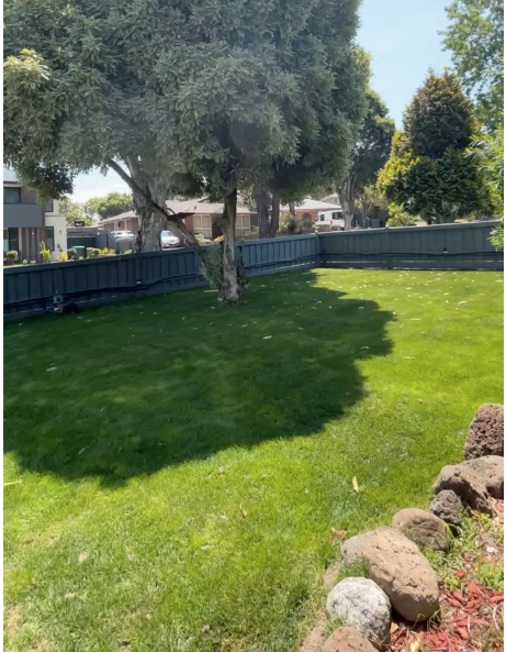 A backyard with a large tree casting a shadow on the grass, metal fencing, and some rocks in the corner.
