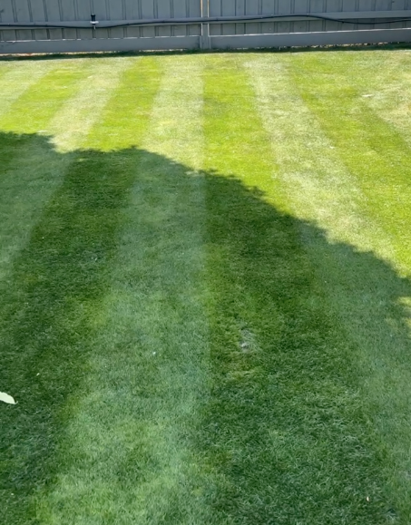 Lawn with alternating light and dark green stripes caused by mowing pattern, with shadows on the left side and a fence in the background.