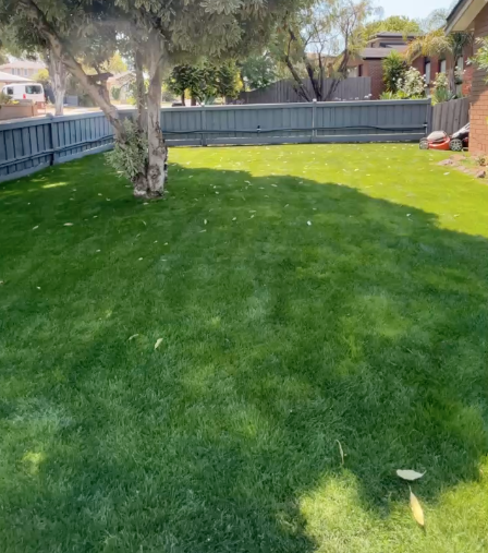 A backyard with a green lawn, a tree, and a blue fence in the background.
