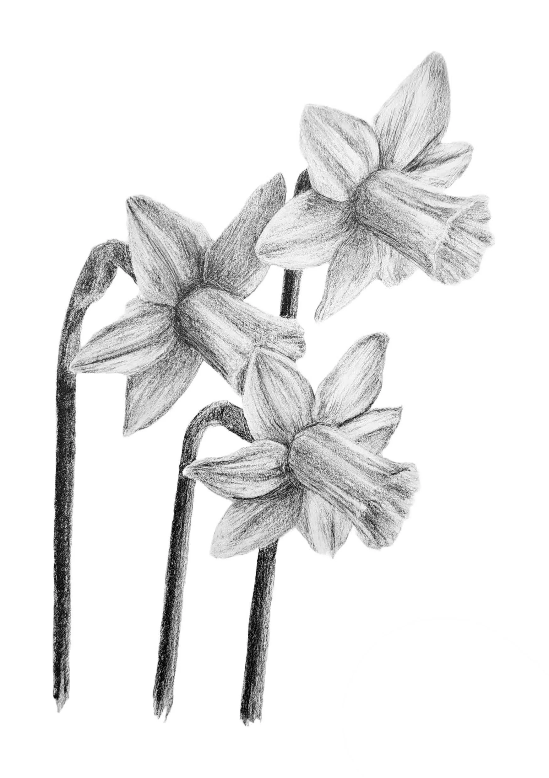 "Daffodils" (2026) - Original Study ~ A5