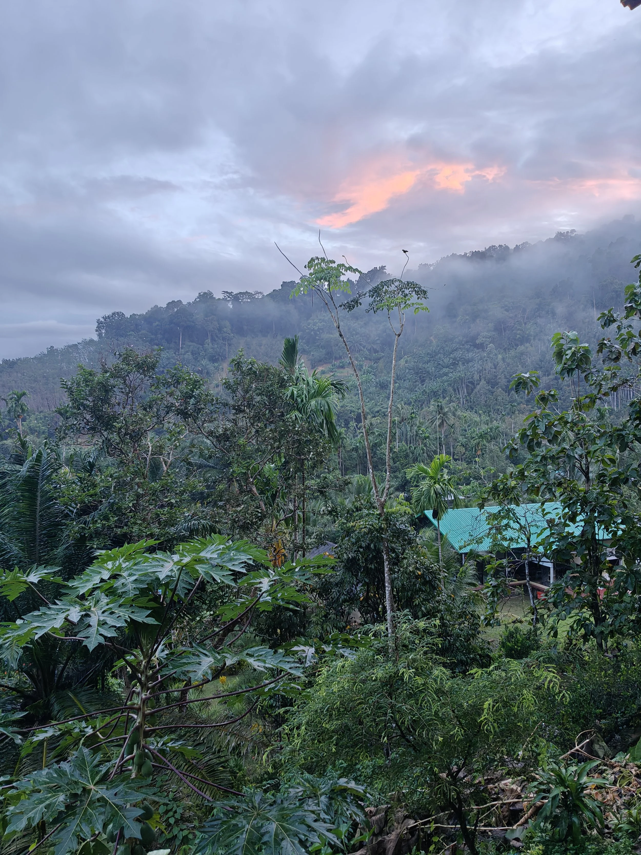 Lush green tropical forest with trees and plants, a blue-roofed structure in the distance, misty mountains, and a cloudy sky with a hint of pink at sunset or sunrise.