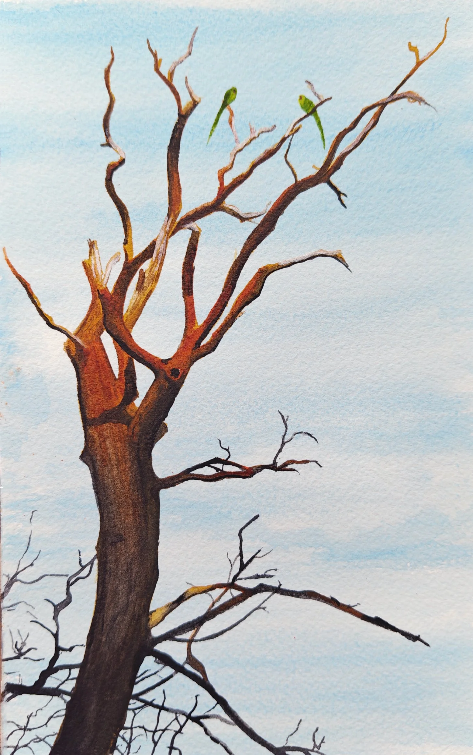 'Parakeets in Tottenham' | 2026 | Watercolour | 21 x 13cm