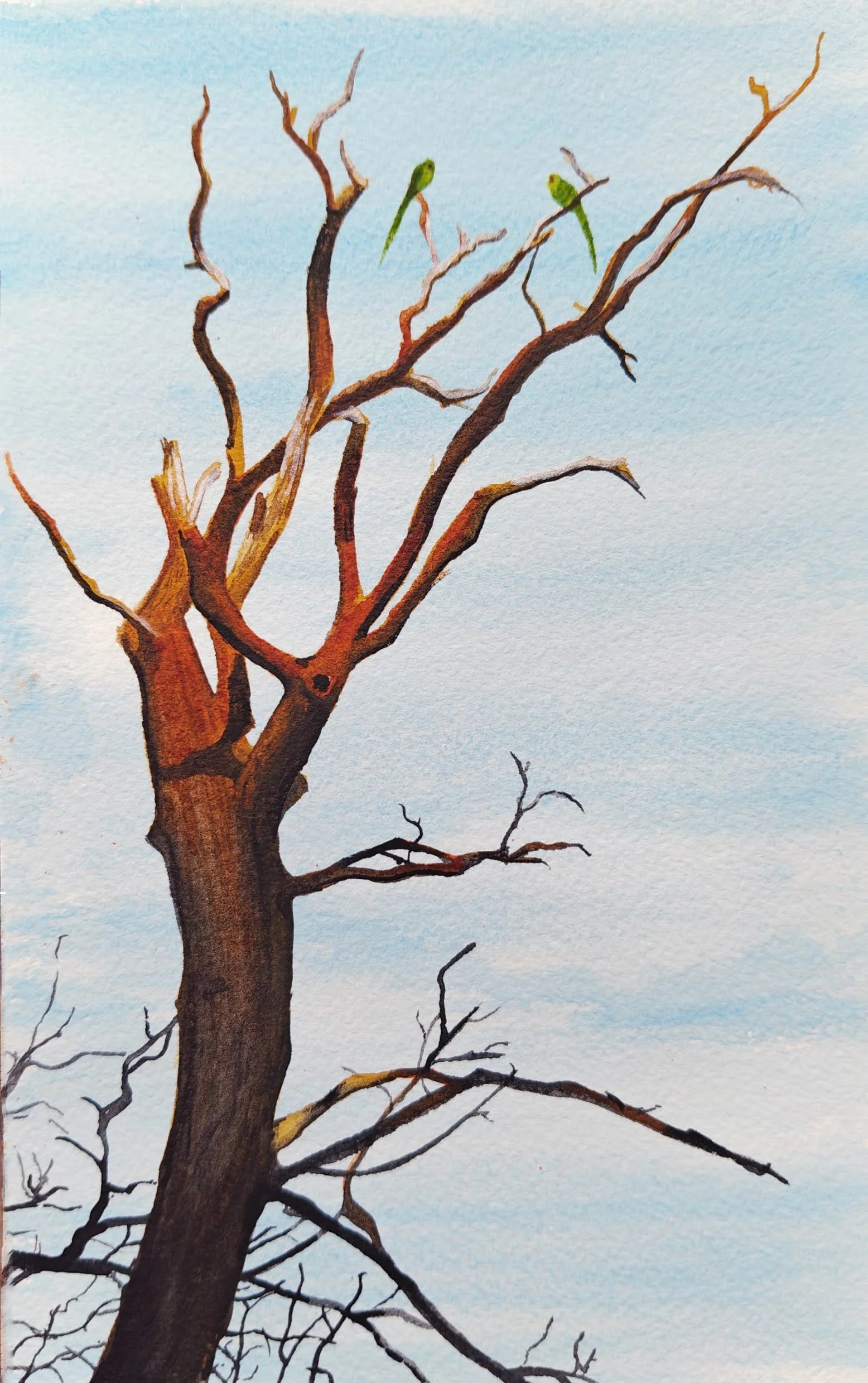 "Parakeets in Tottenham" (2026) - Original Painting