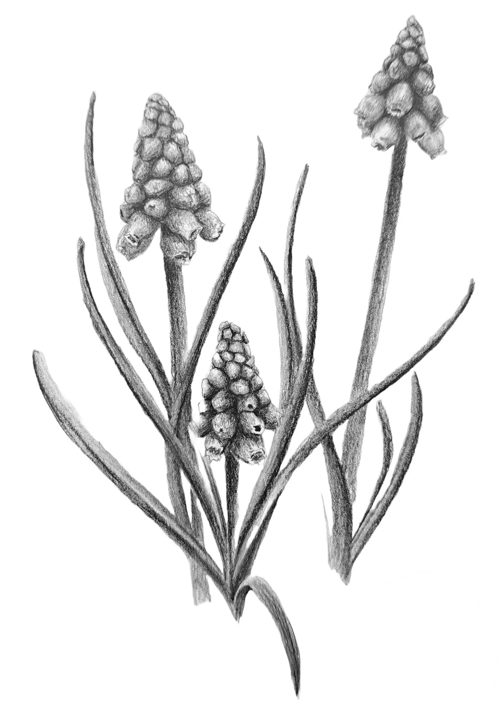 'Grape Hyacinths' (2026) - Original Study ~A5