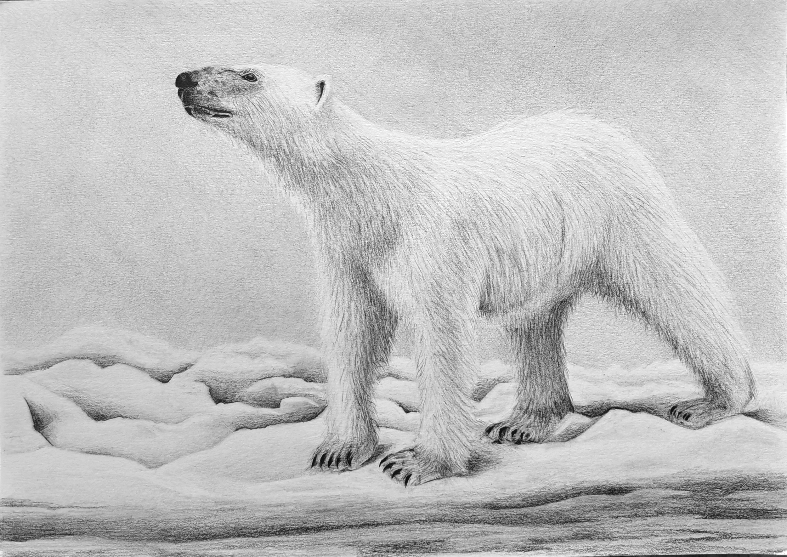 Polar Bear Commission.png