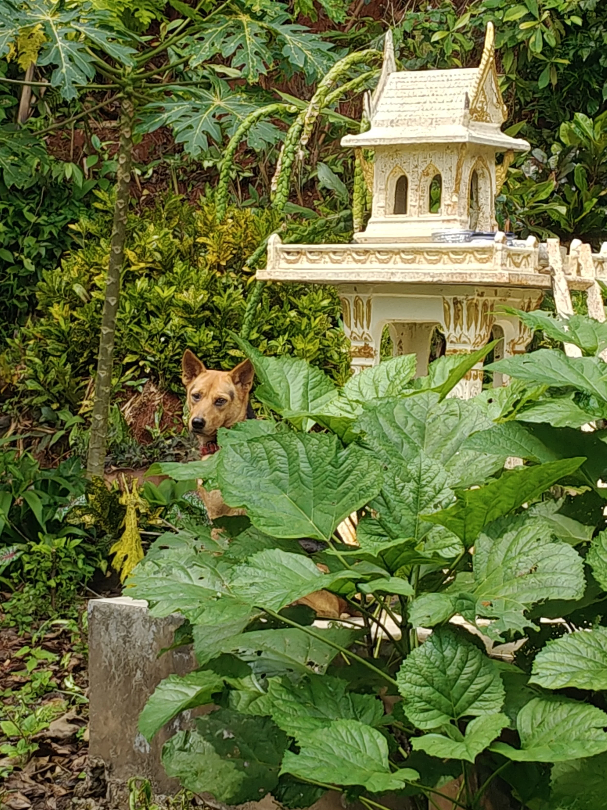 A small dog with tan fur, pointed ears, and a red collar hidden behind large green leaves, in a lush garden with a decorative small white structure resembling a shrine or pagoda in the background.