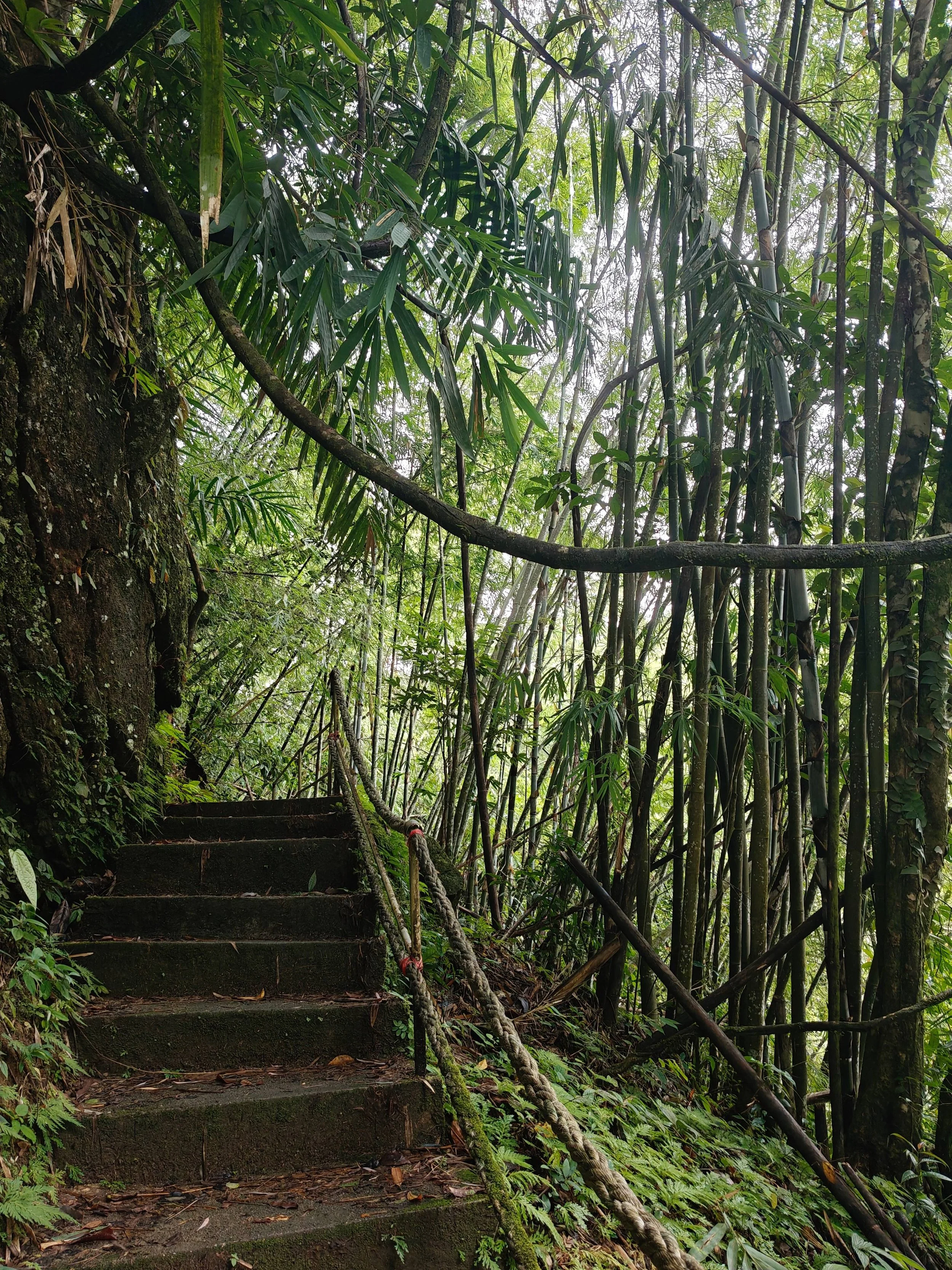 Stone steps in a lush green tropical forest with dense foliage and bamboo plants.