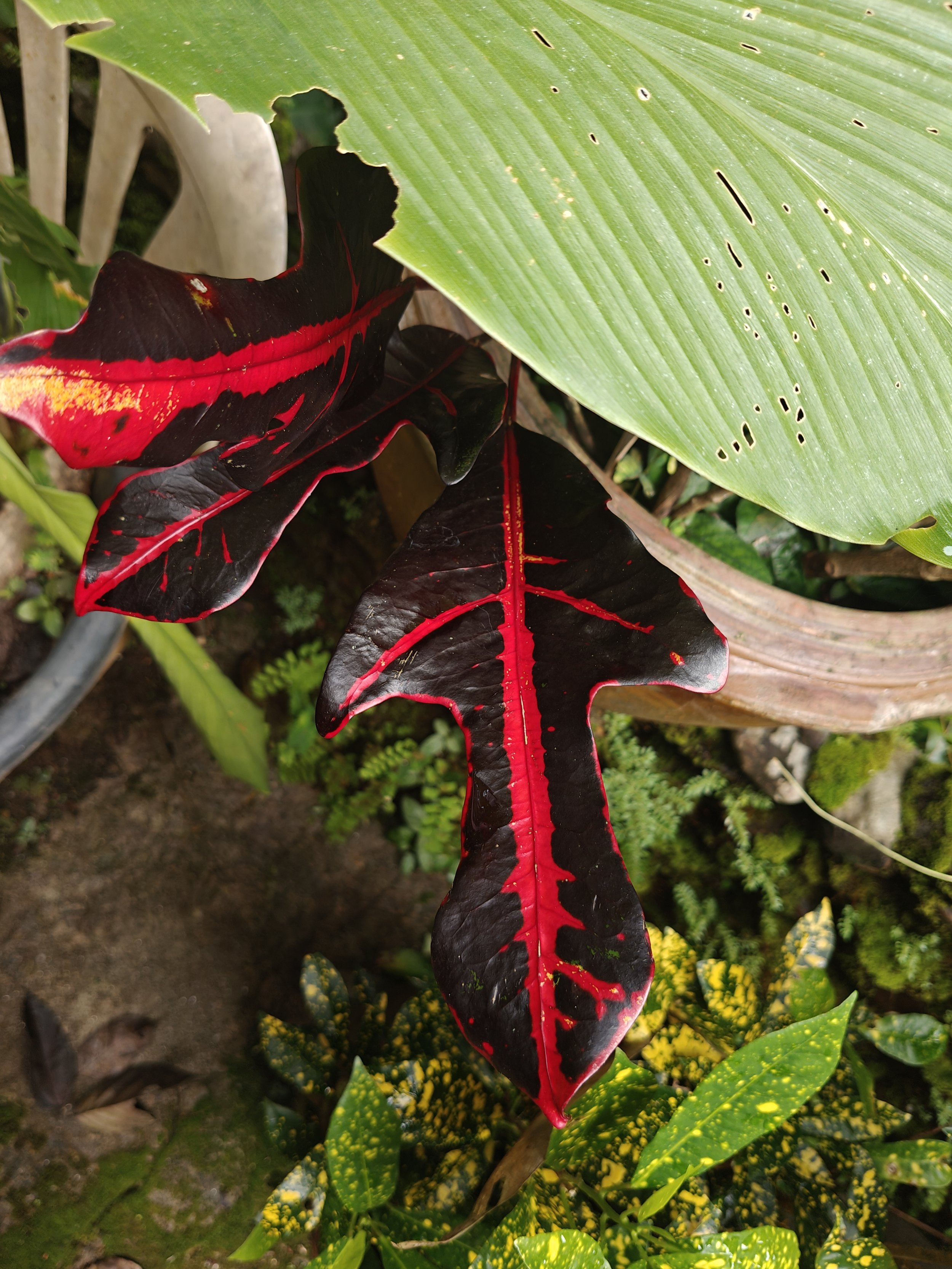 Close-up of colorful tropical plant leaves, including a black and red leaf and a large green leaf with small holes.