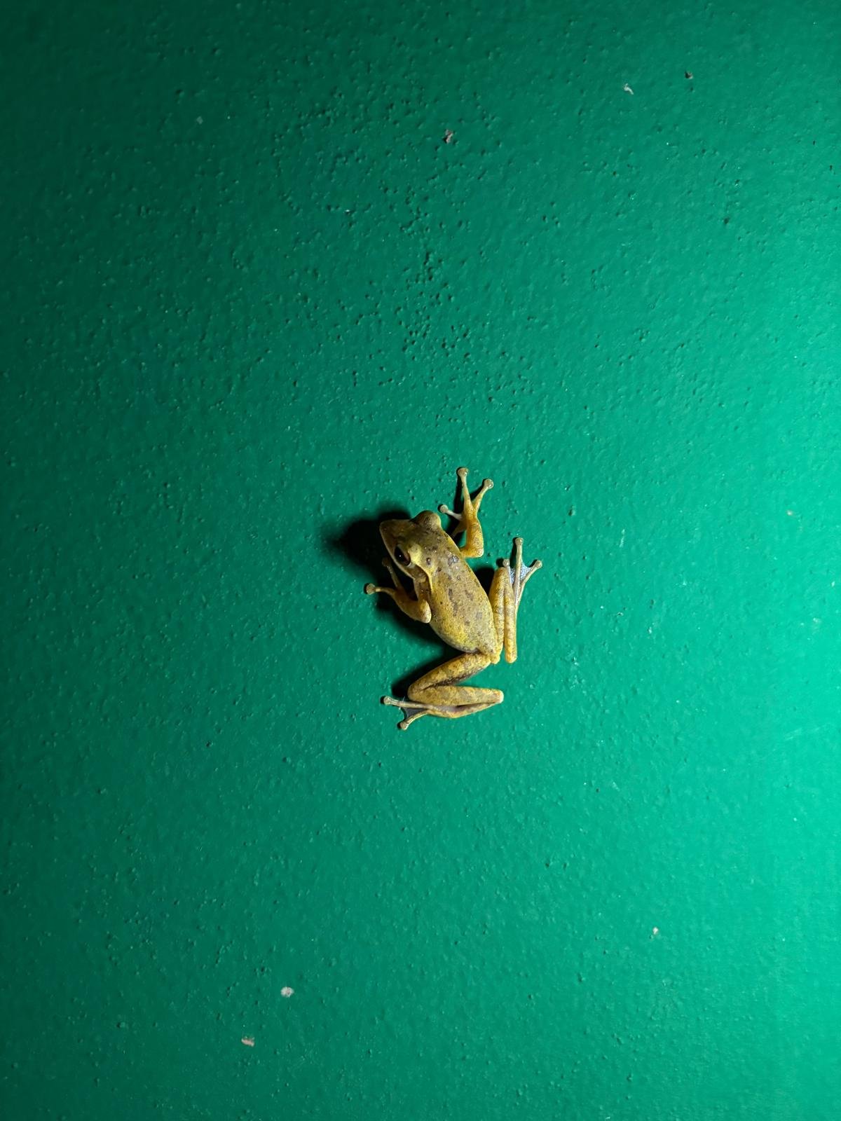 Small green frog on a textured green surface.
