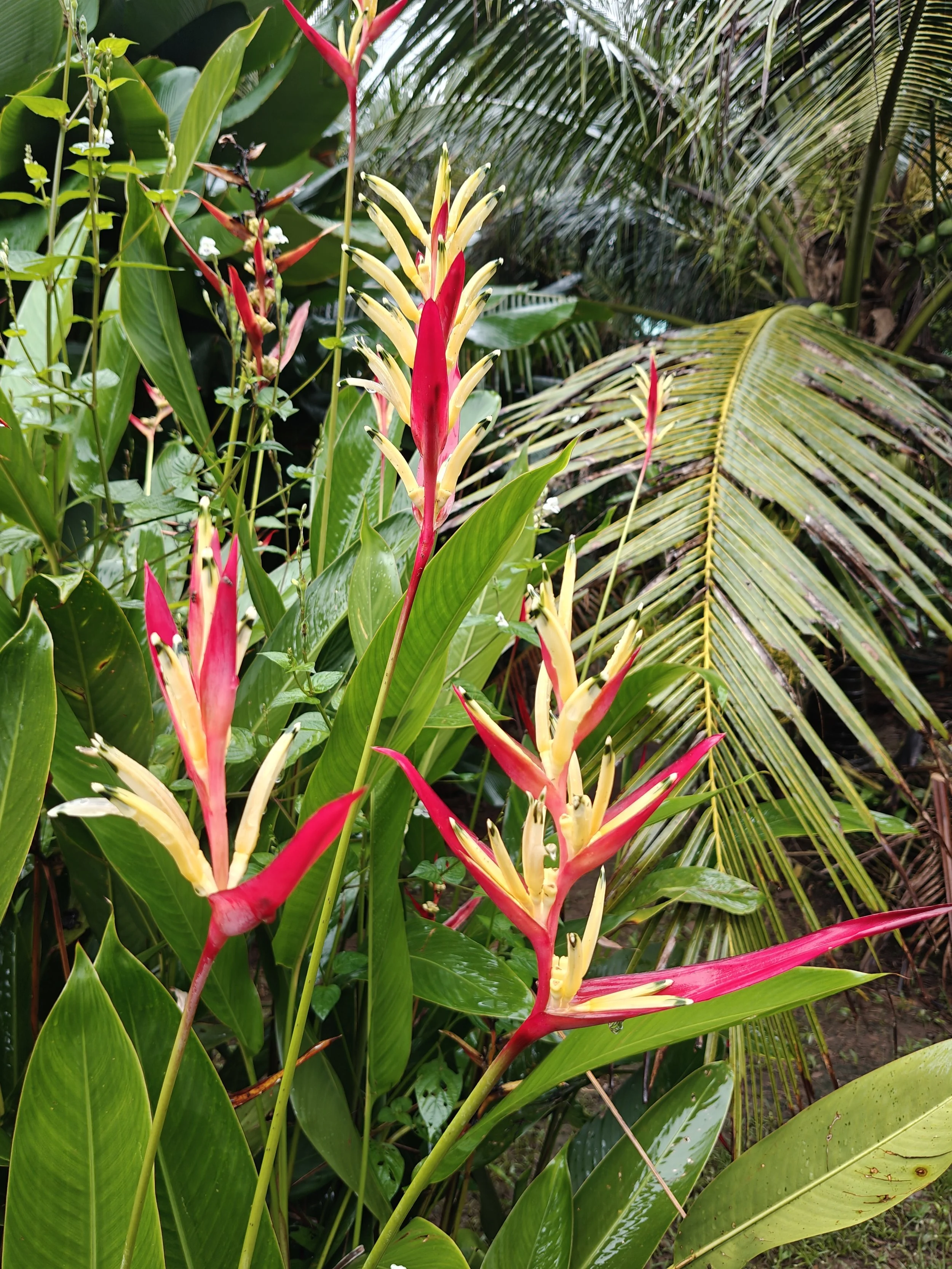 Bright red and yellow tropical flowers growing among lush green leaves in a dense jungle setting.