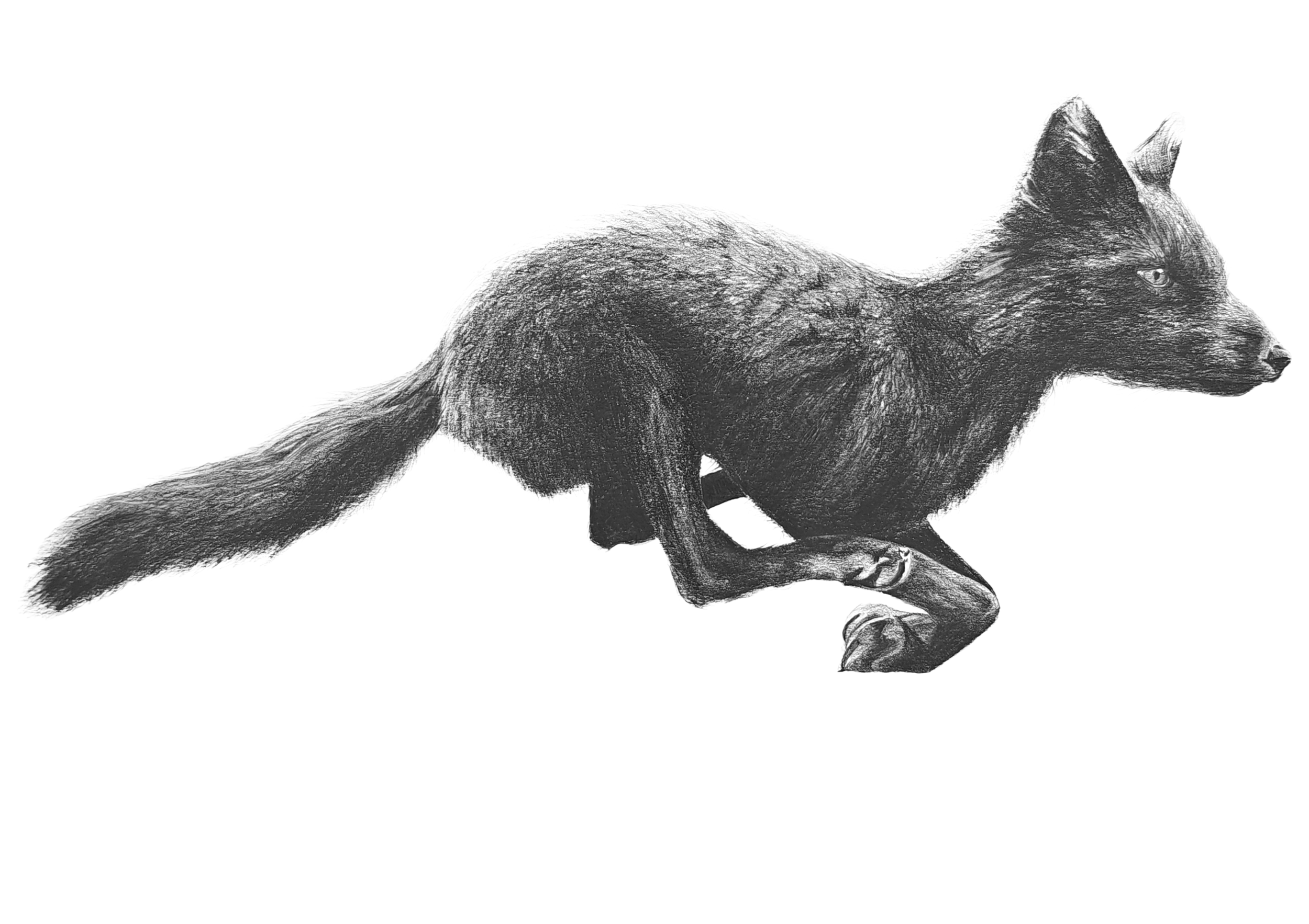 Arctic Fox Commission White.png