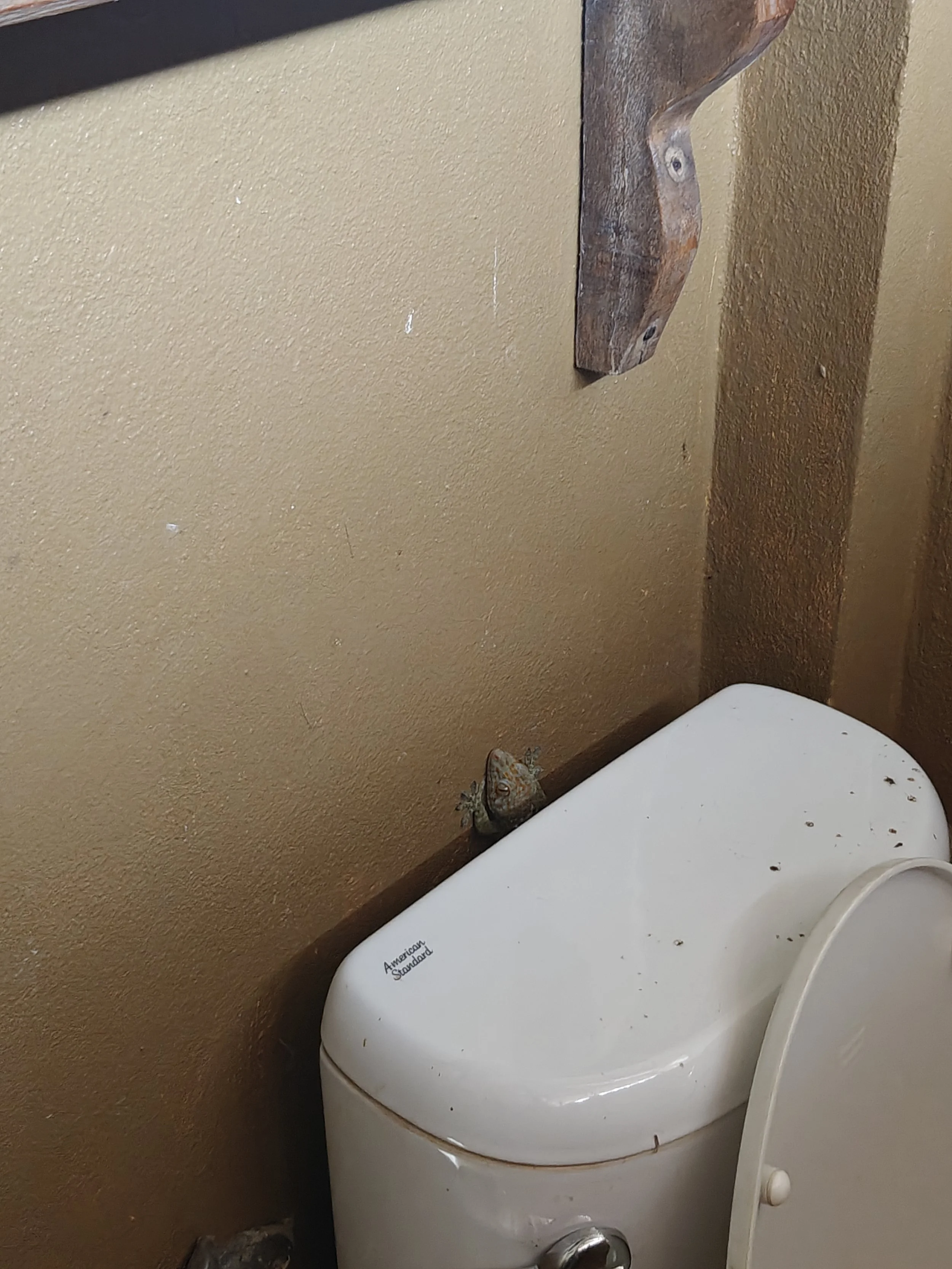 A large gecko peaking out the top of a white toilet tank in a bathroom, with a brown wall and a wooden shelf above.