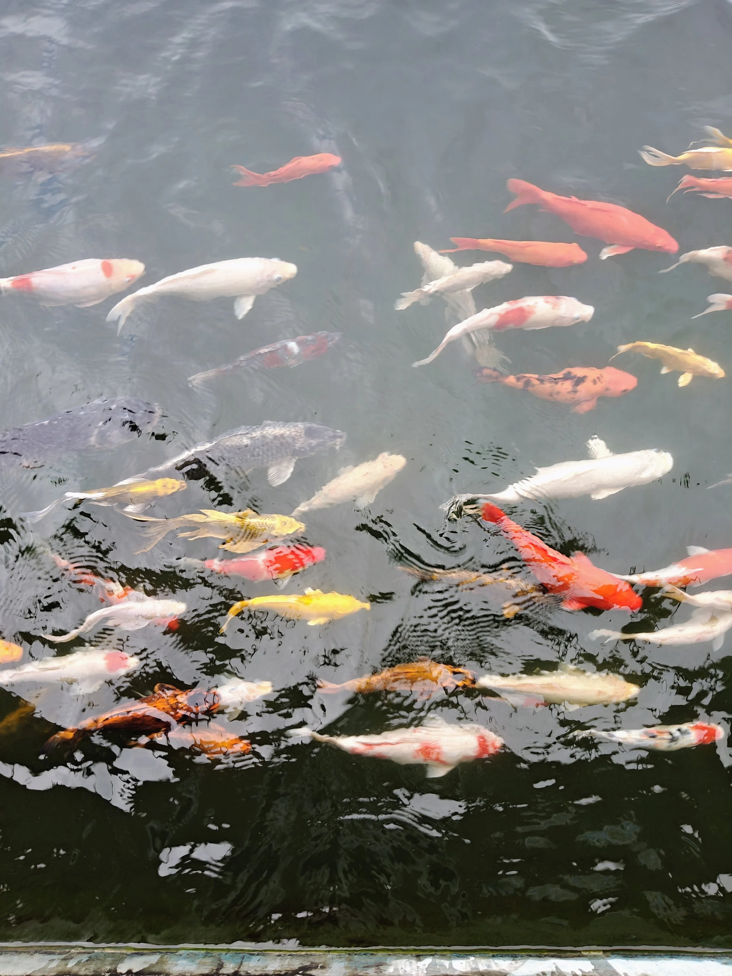 Colorful koi fish swimming in a pond.
