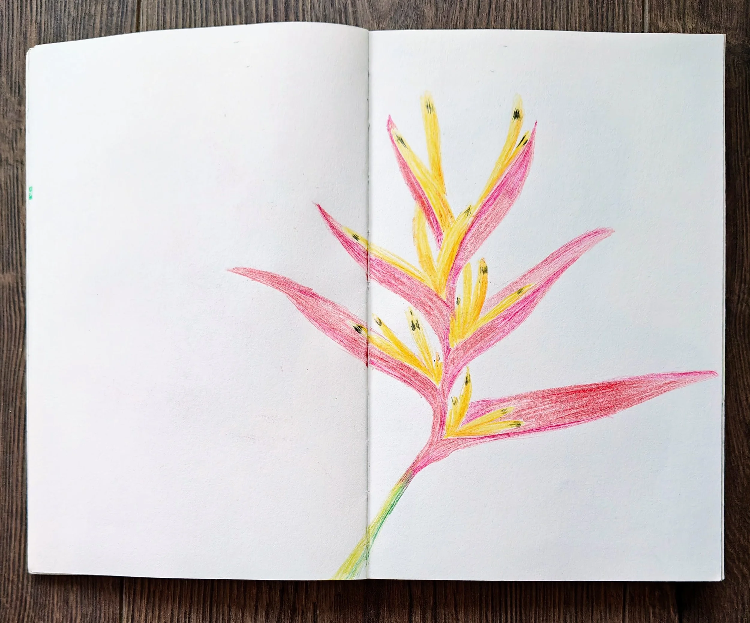 A colorful drawing of a flower with pink and yellow petals on a white background.