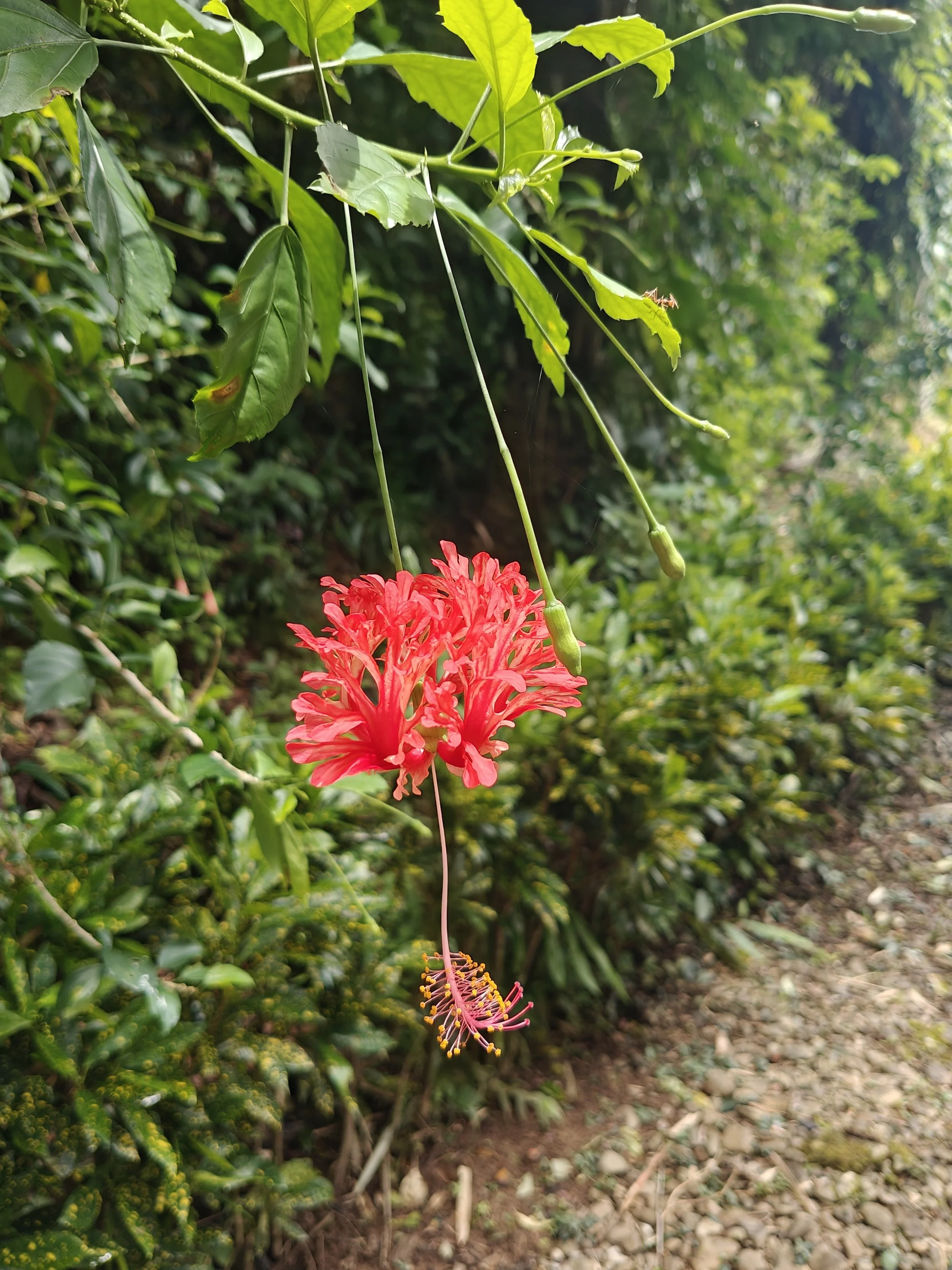 A pink and red hibiscus flower hanging from a branch with green leaves in a lush garden.