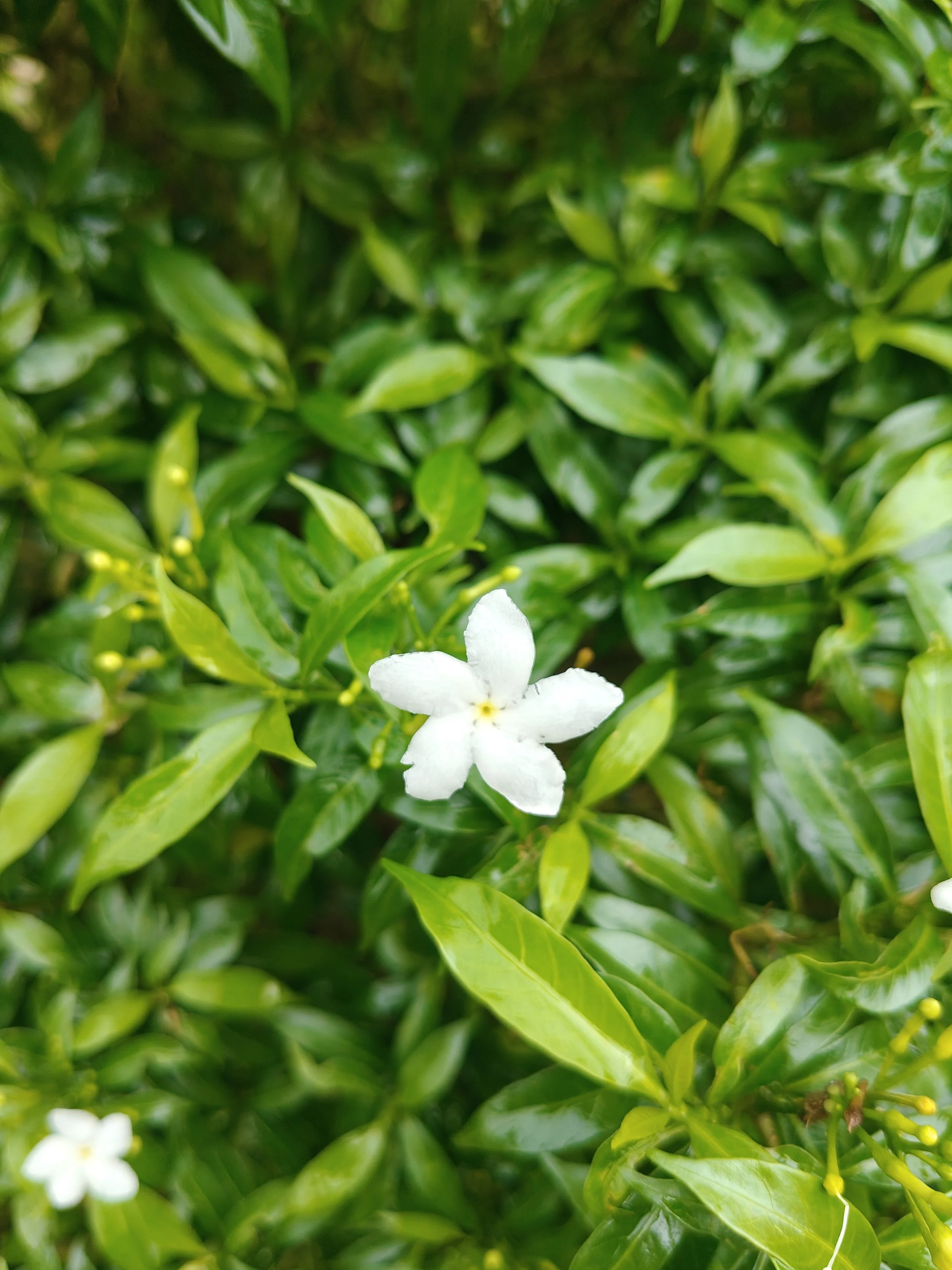 A small white jasmine flower with five petals blooming among green leaves.
