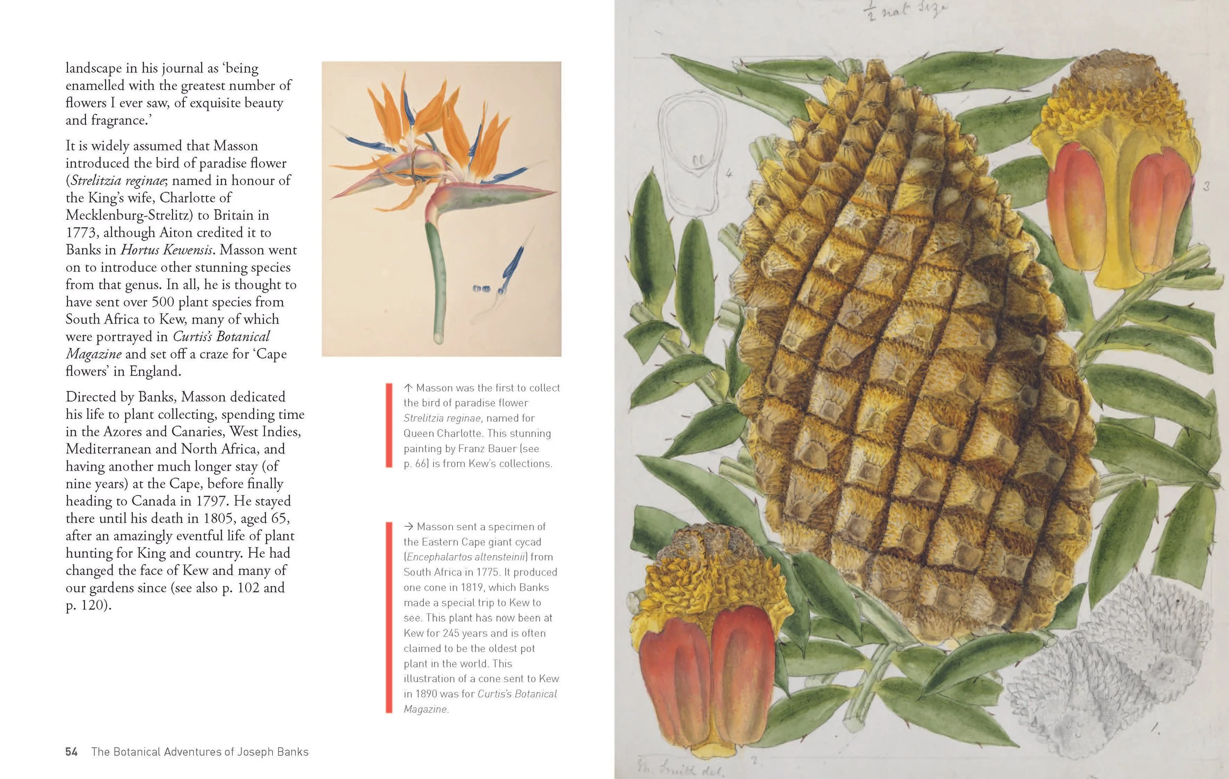 Botanical Adventures of Joseph Banks_18may_Page_28.jpg