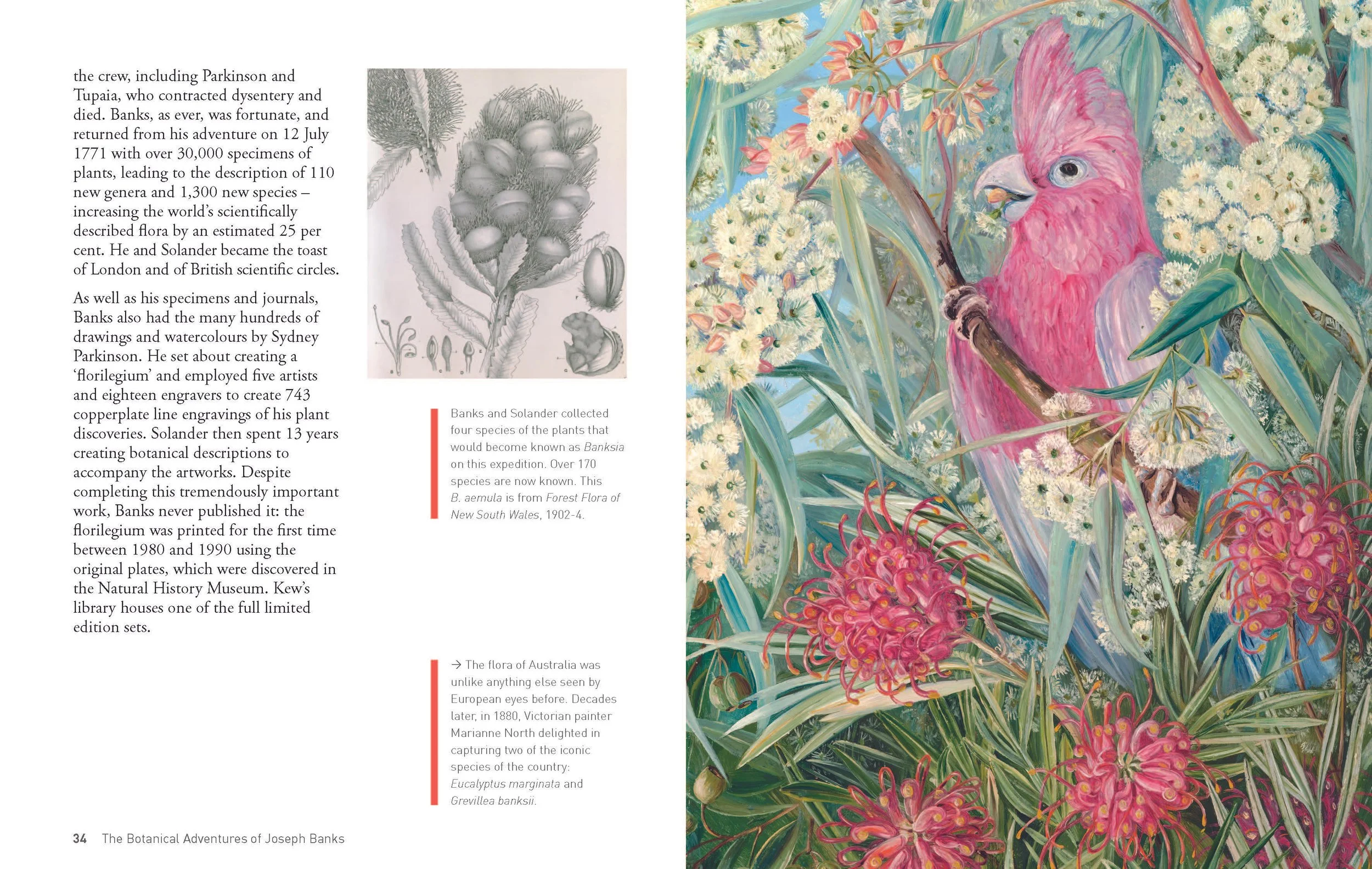 Botanical Adventures of Joseph Banks_18may_Page_18.jpg