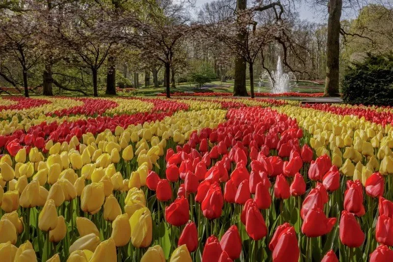 Dagtrip Keukenhof
