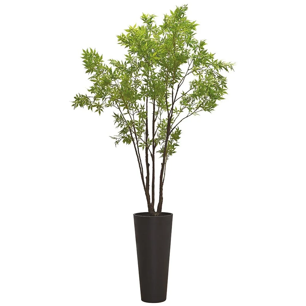 Coach House Tall Green Acer Plant in Black Pot