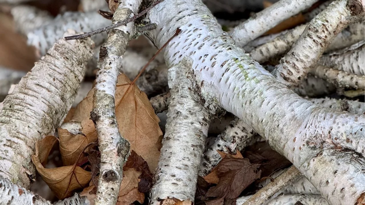 December News from the Garden