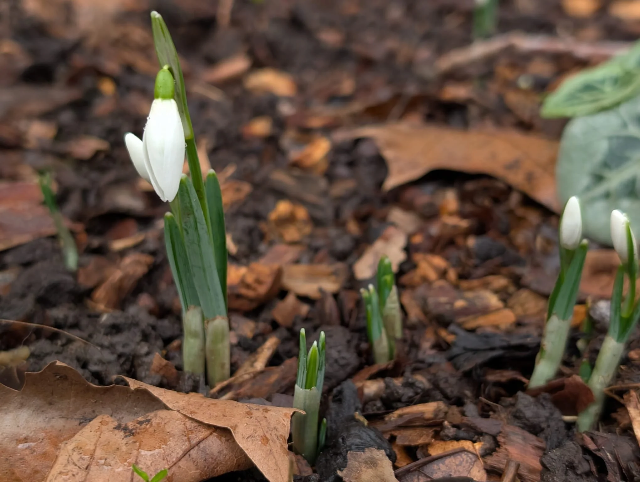 January News From the Garden