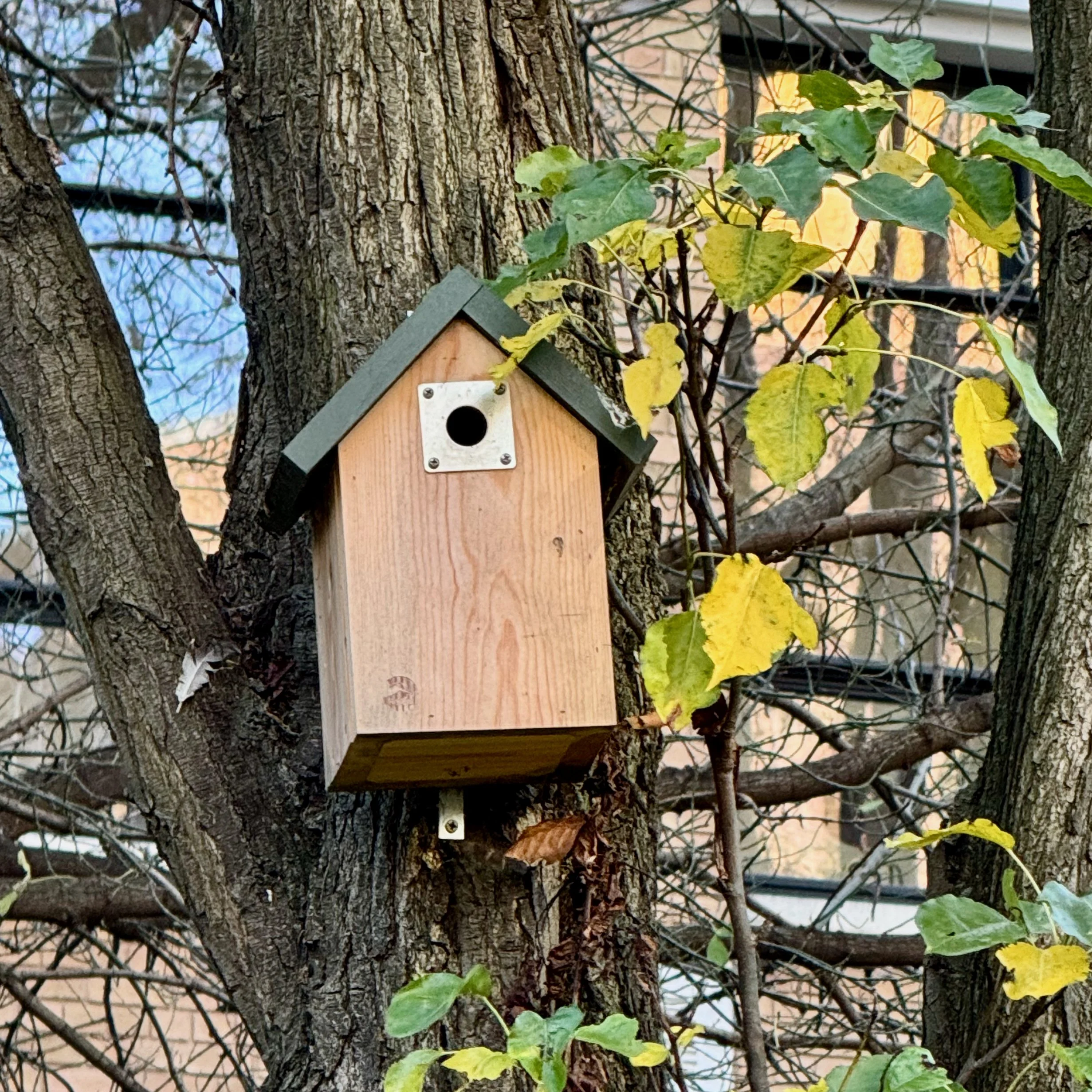 Susanna's biodiversity update